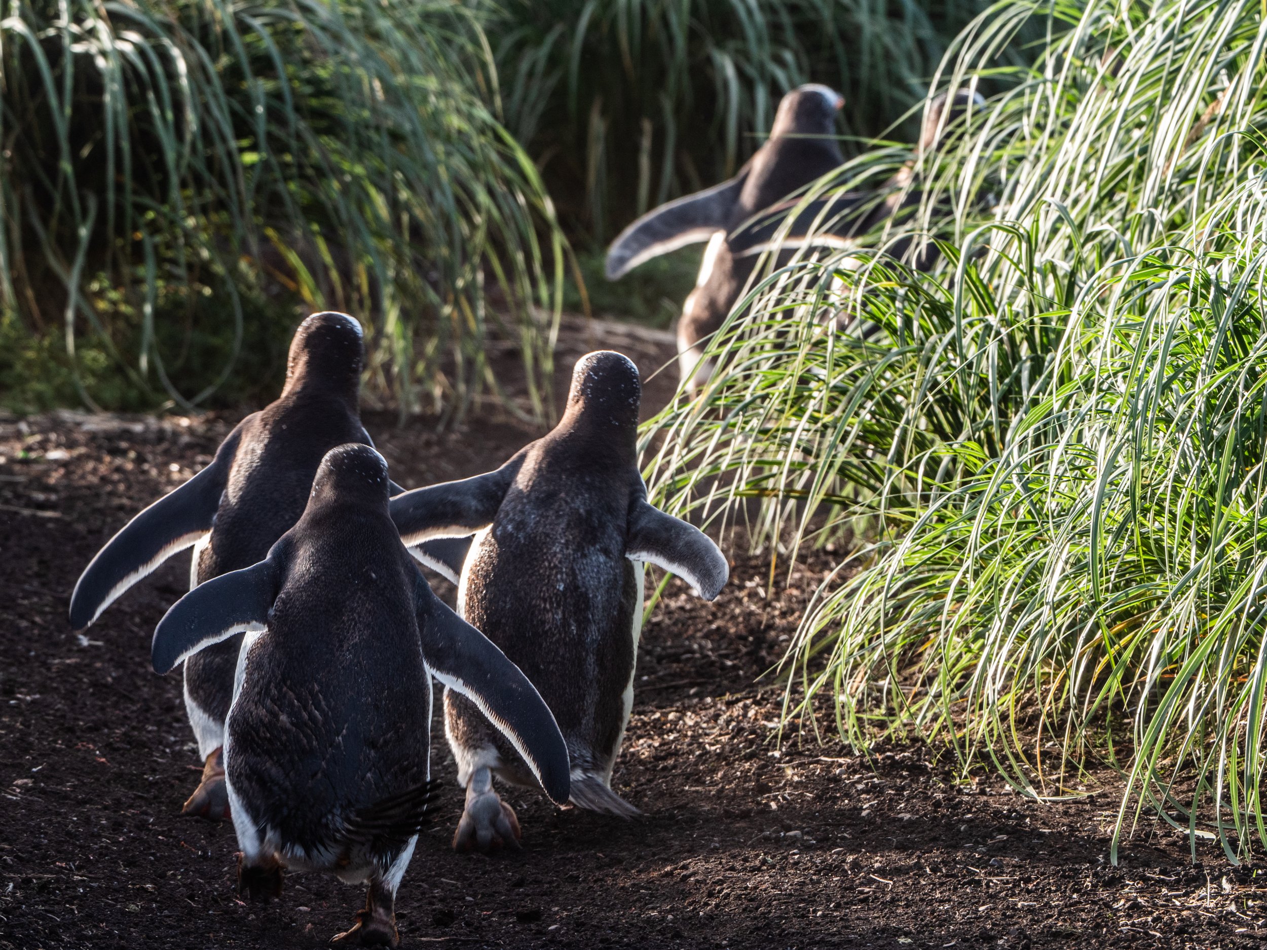 Lumix  4 (169 of 712).jpg