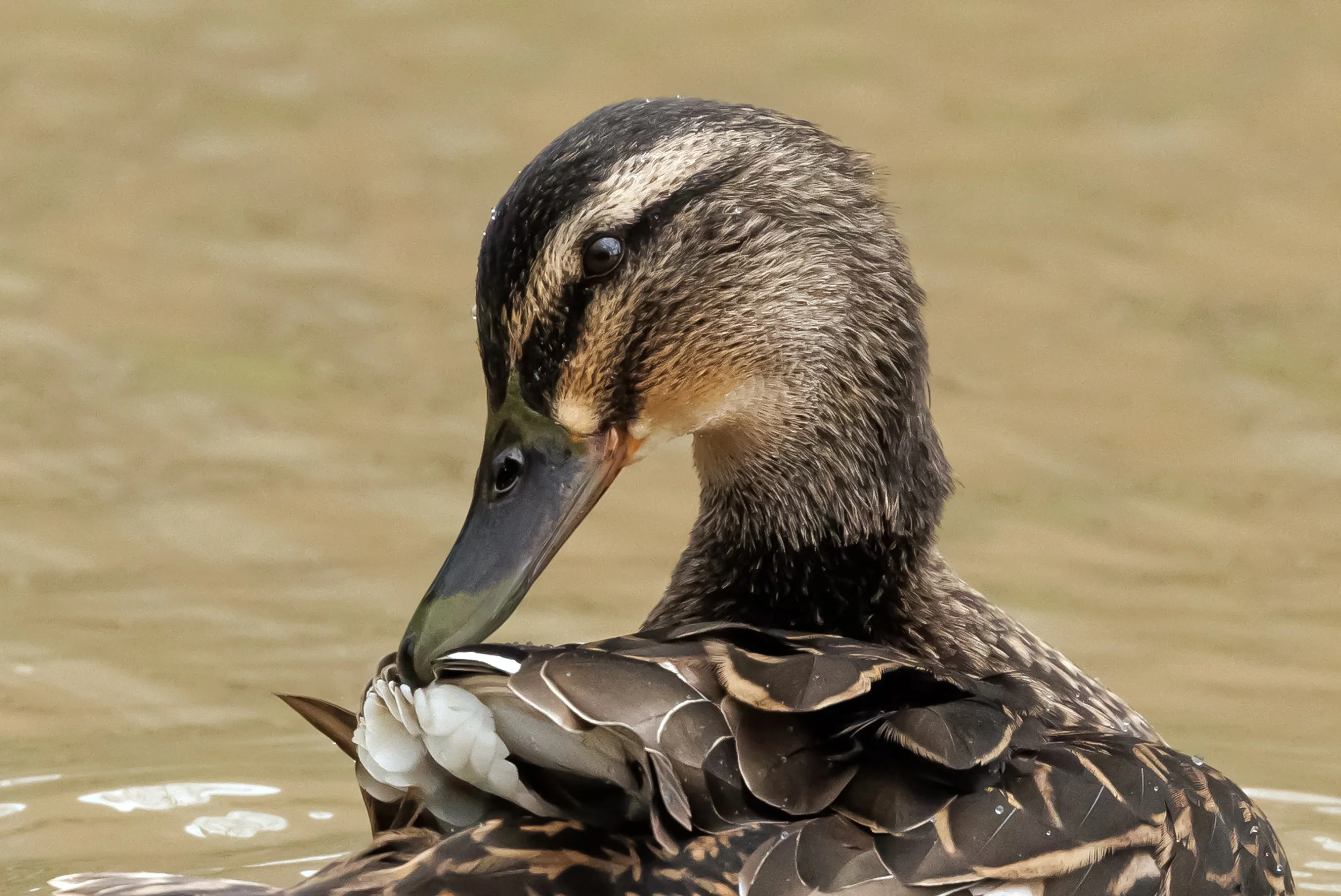 untitled (608 of 914)-Edit.jpg