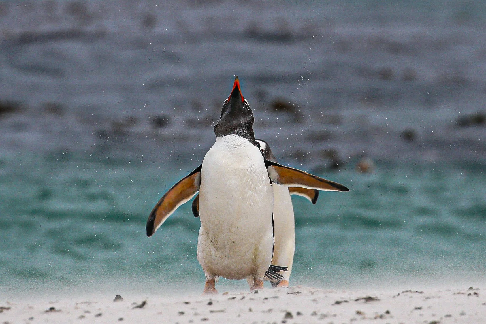 Falklands 3 (710 of 1118).jpg