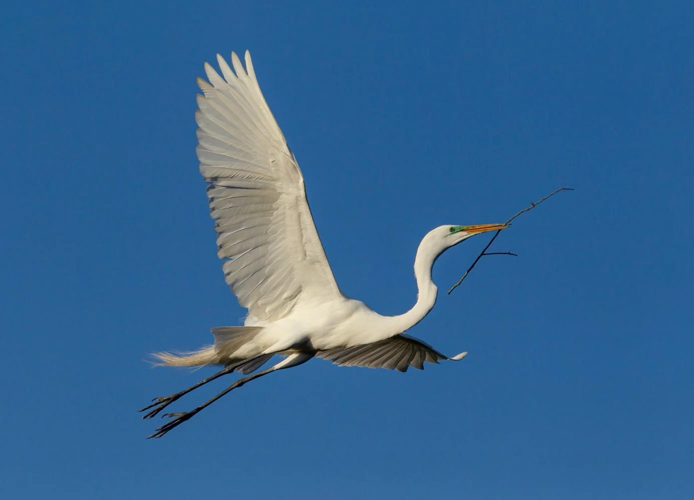 Florida Birds (1962 of 188)-Edit2-Edit.jpg