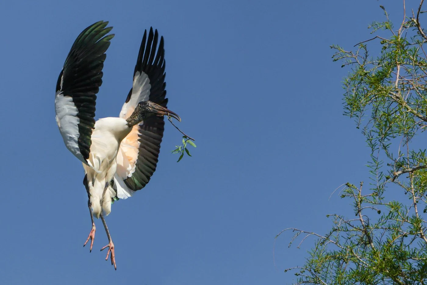 Florida Birds (2007 of 325)-Edit.jpg