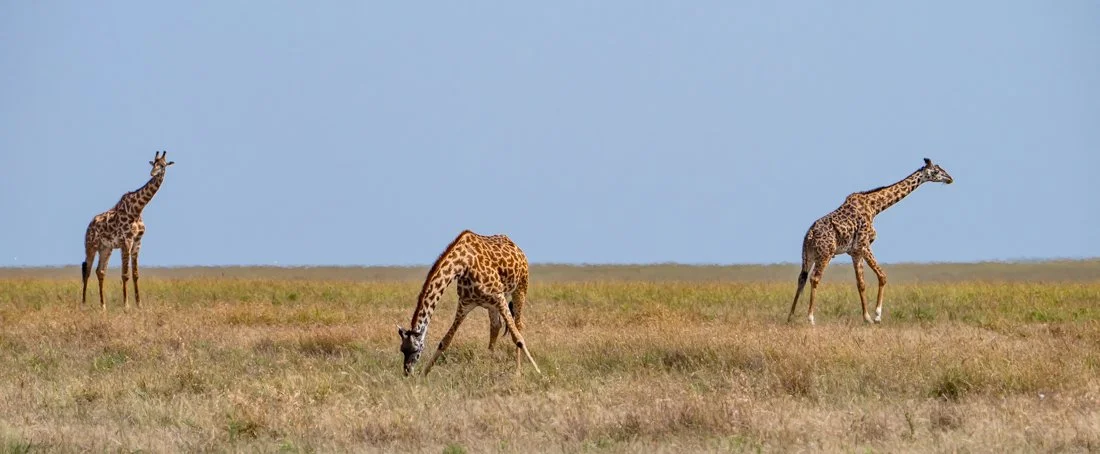 untitled (1165 of 6546).jpg