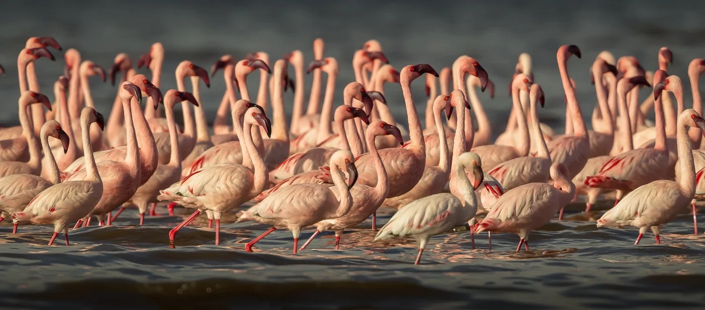 Lake Nukuru, Kenya  2011 13-1621.jpg