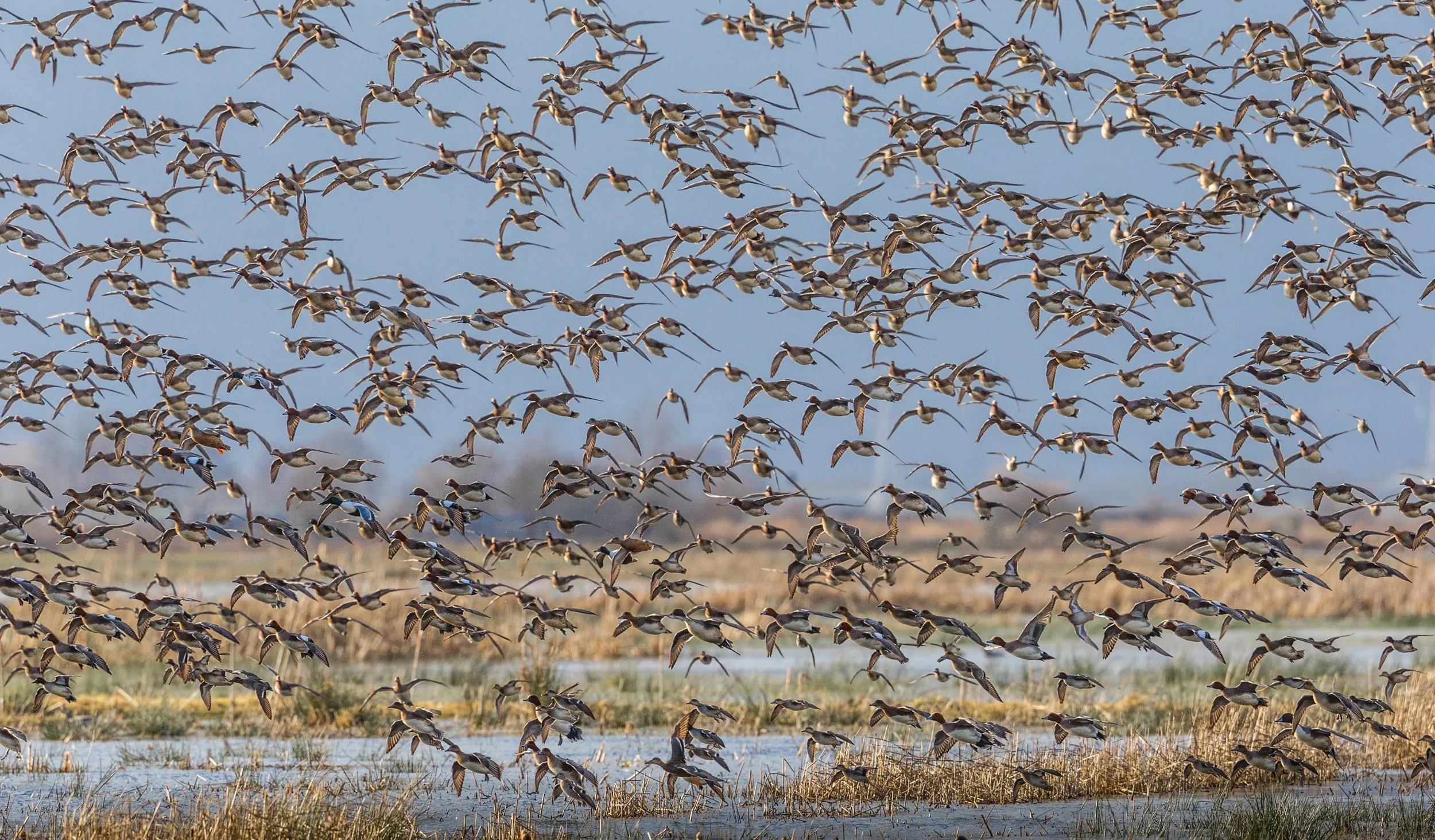 Somerset Levels (23 of 150).jpg