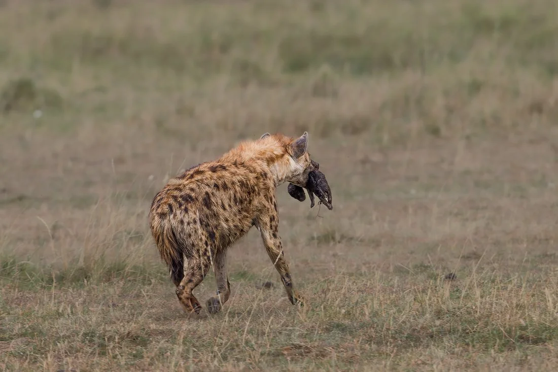 Lake Nukuru, Kenya  2011 13-1989-CR2.jpg