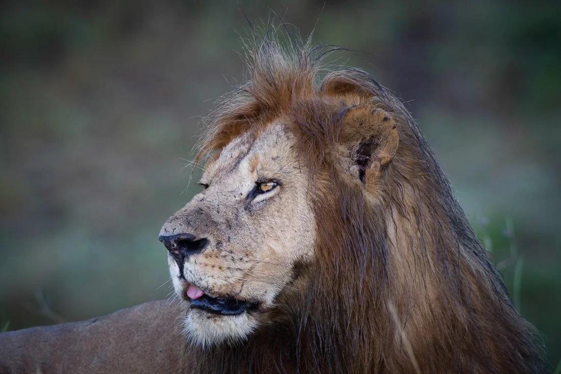 Massai Mara, Kenya  2011 14-1972.jpg