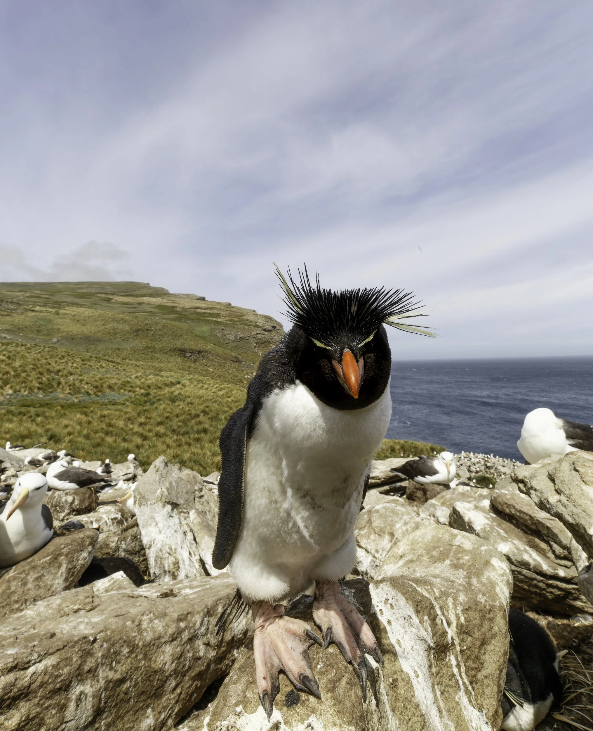 Falklands 2 (850 of 1584)-DxO_DeepPRIME XD2s.jpg