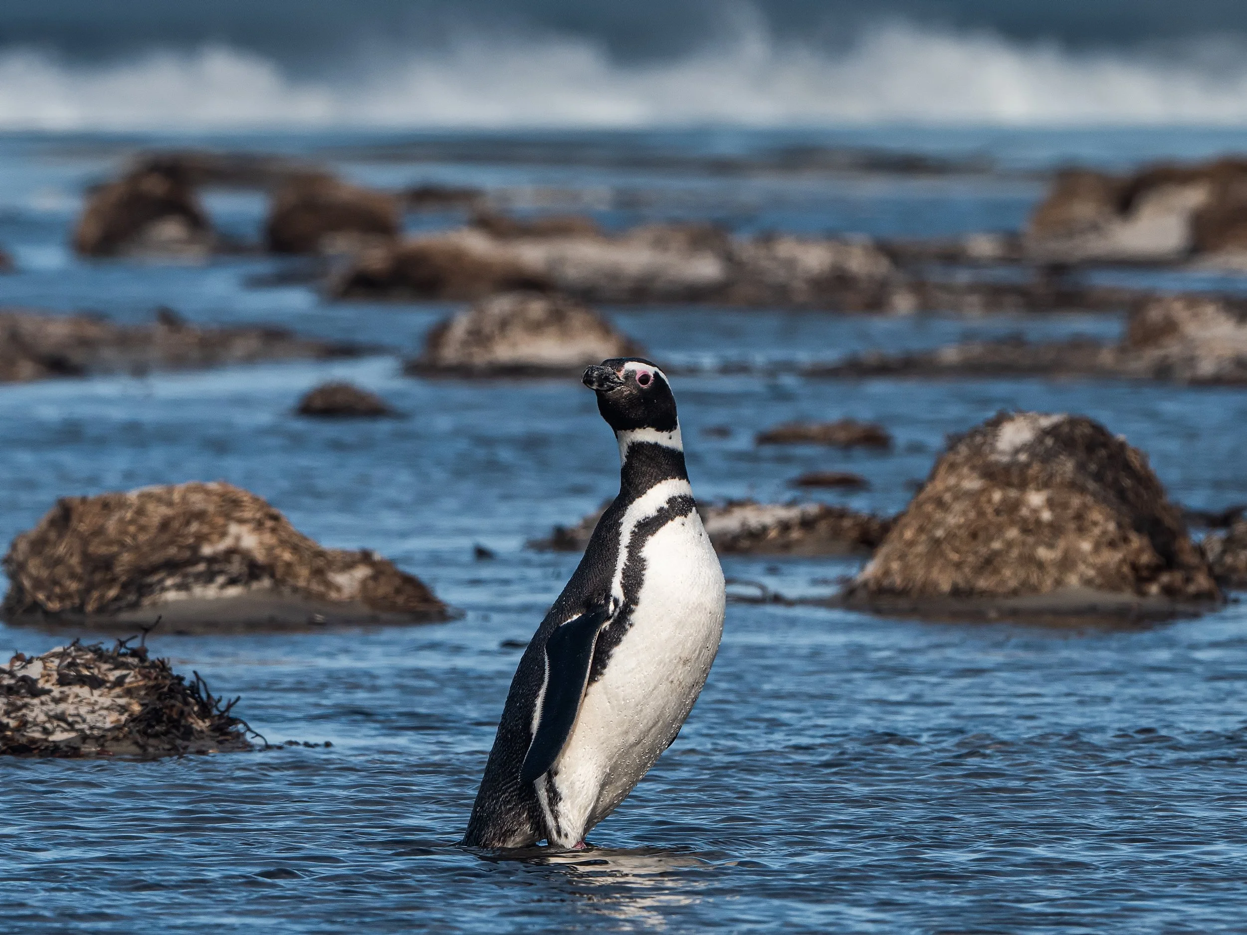 Lumix  4 (415 of 712)-Edit-Edit.jpg