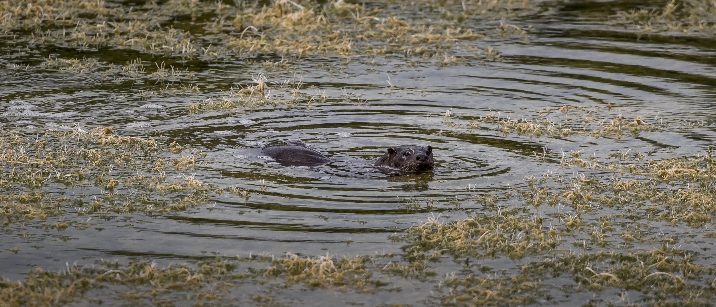 Wildlife - Bosherston 398.jpg