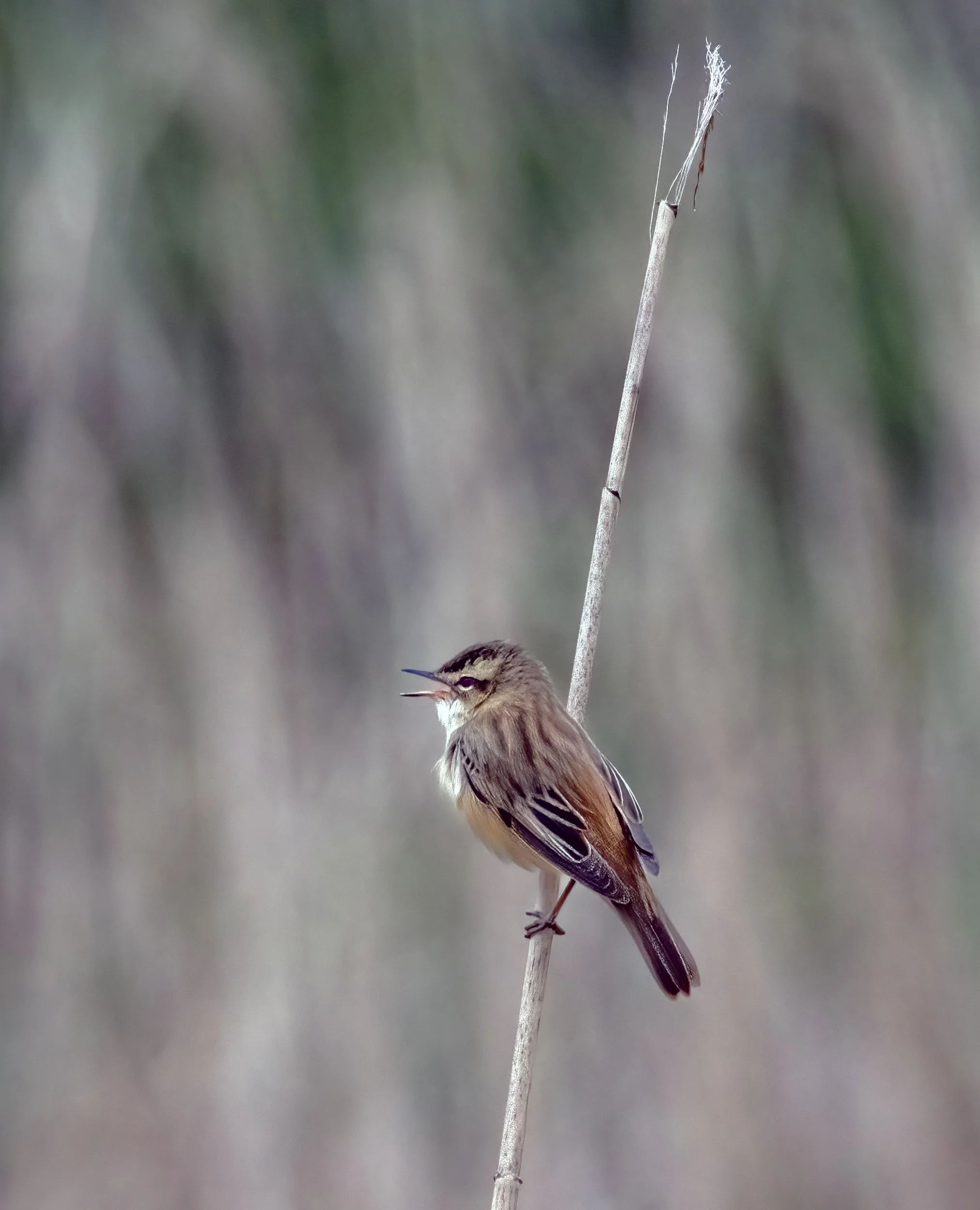 untitled (110 of 922)-Edit-Edit.jpg