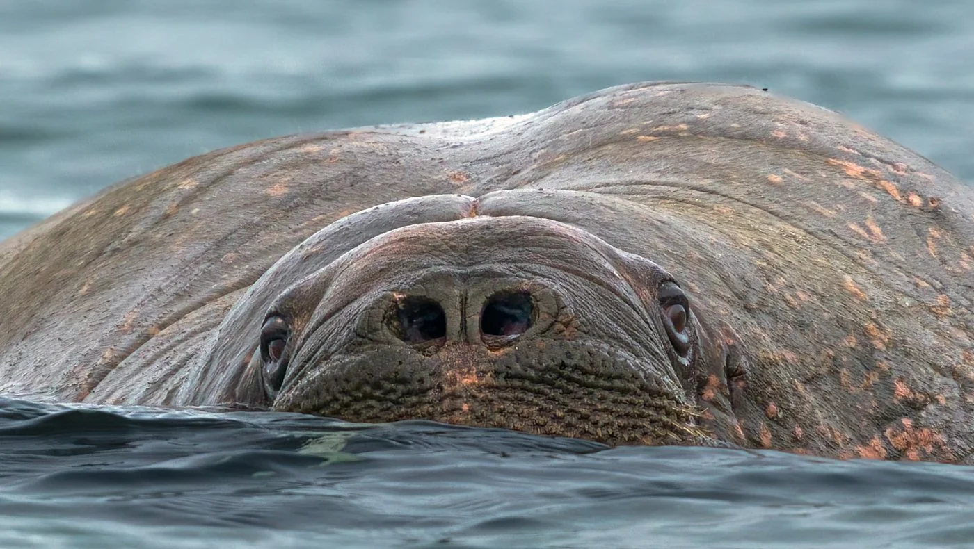 Arctic Voyage122012-287-Edit-Edit.jpg