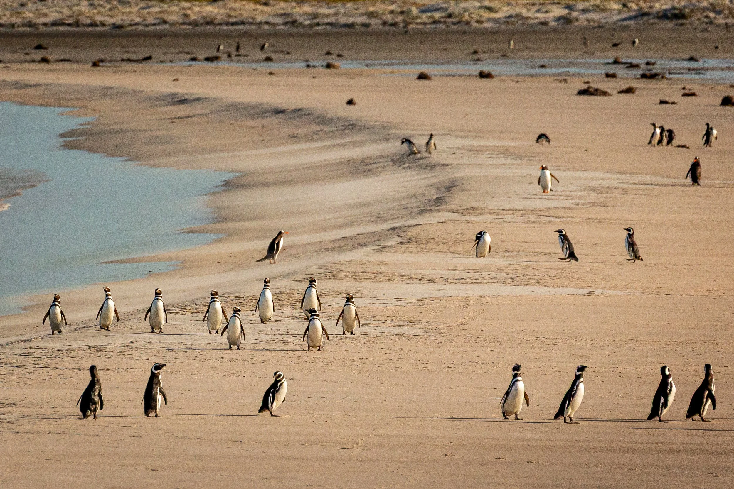 Falklands 8 (1871 of 2696).jpg