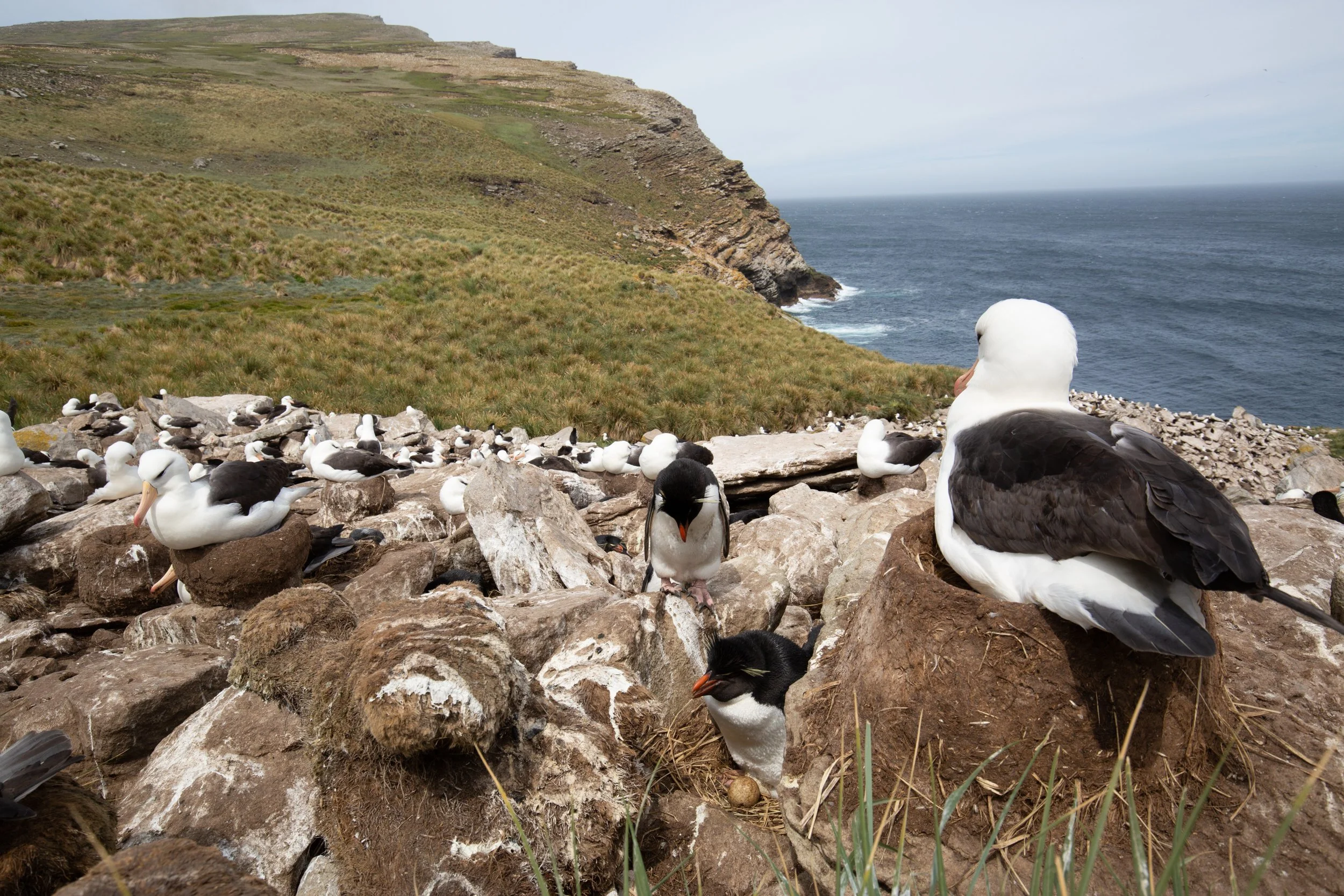 Falklands 2 (885 of 1584).jpg