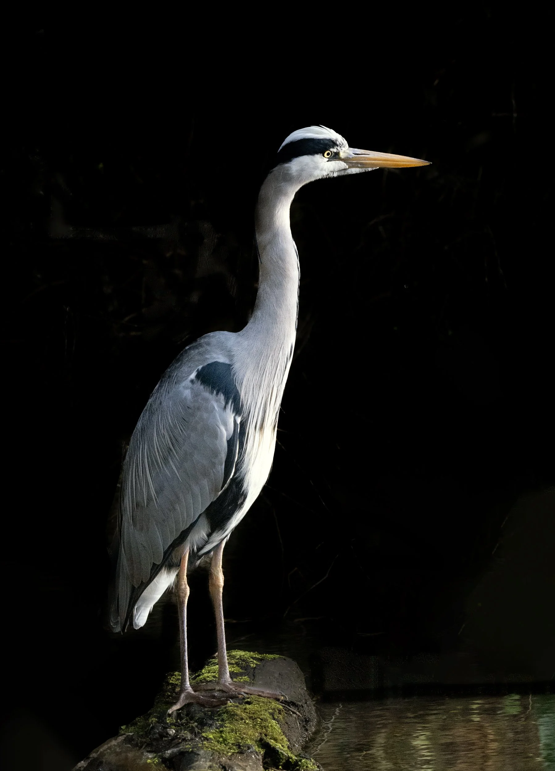 untitled (83 of 144)-Edit.jpg