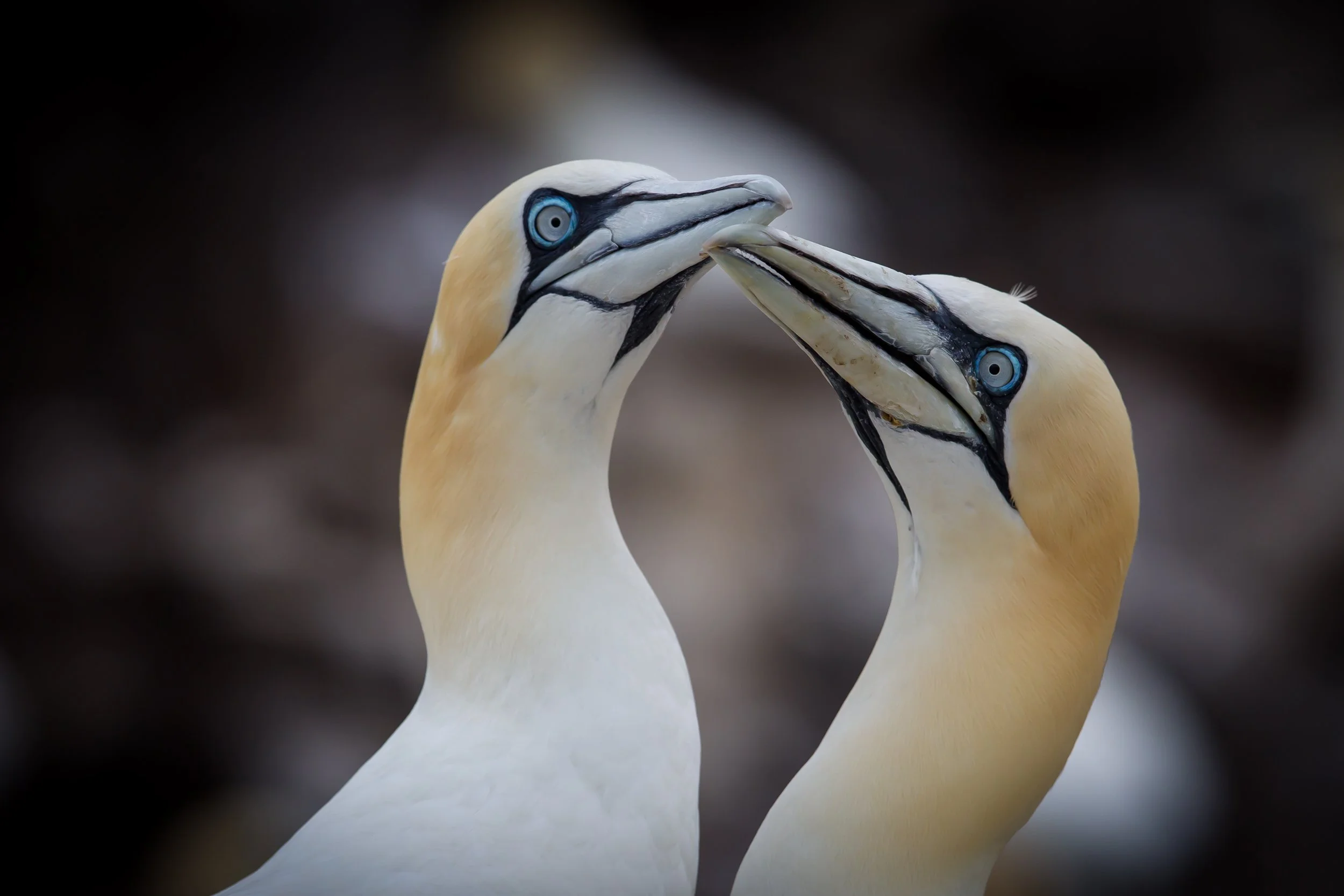 Bass Rock June 2011  528.jpg