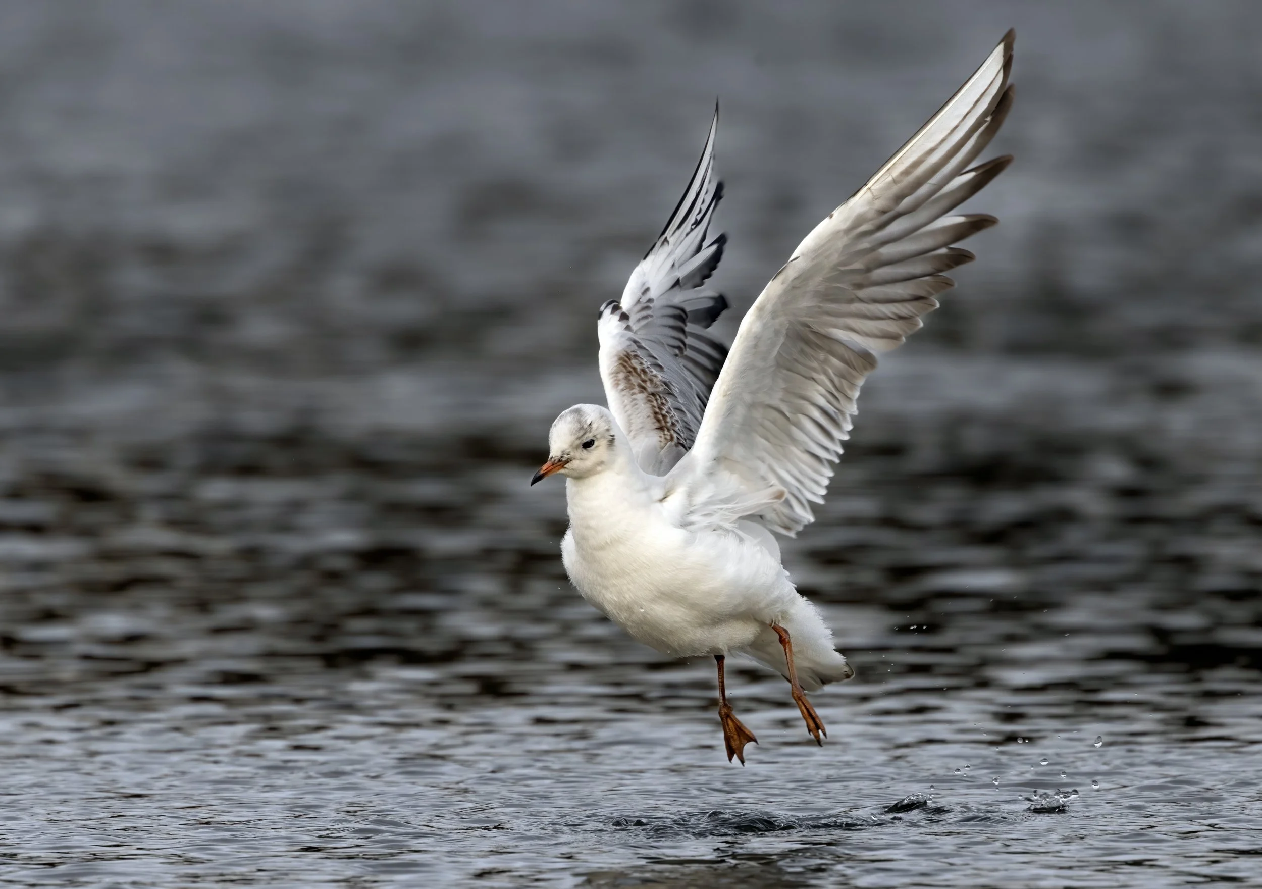 untitled (81 of 116)-Edit-Edit.jpg