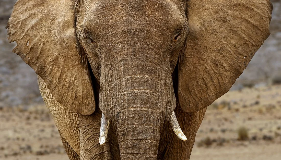 Namibia 8 (106 of 270)-CR2-Edit.jpg