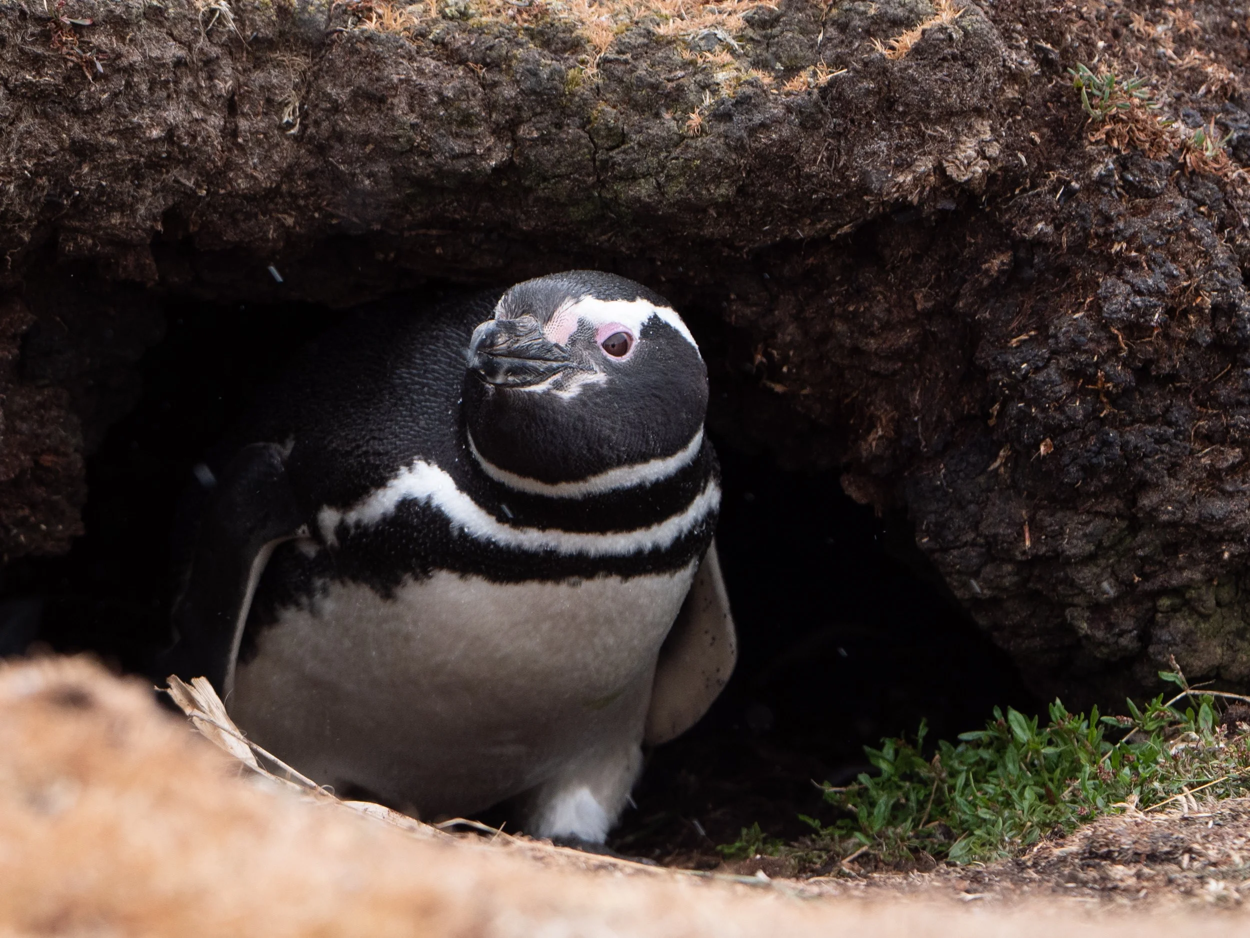 Lumix  Carcass Island (74 of 268).jpg