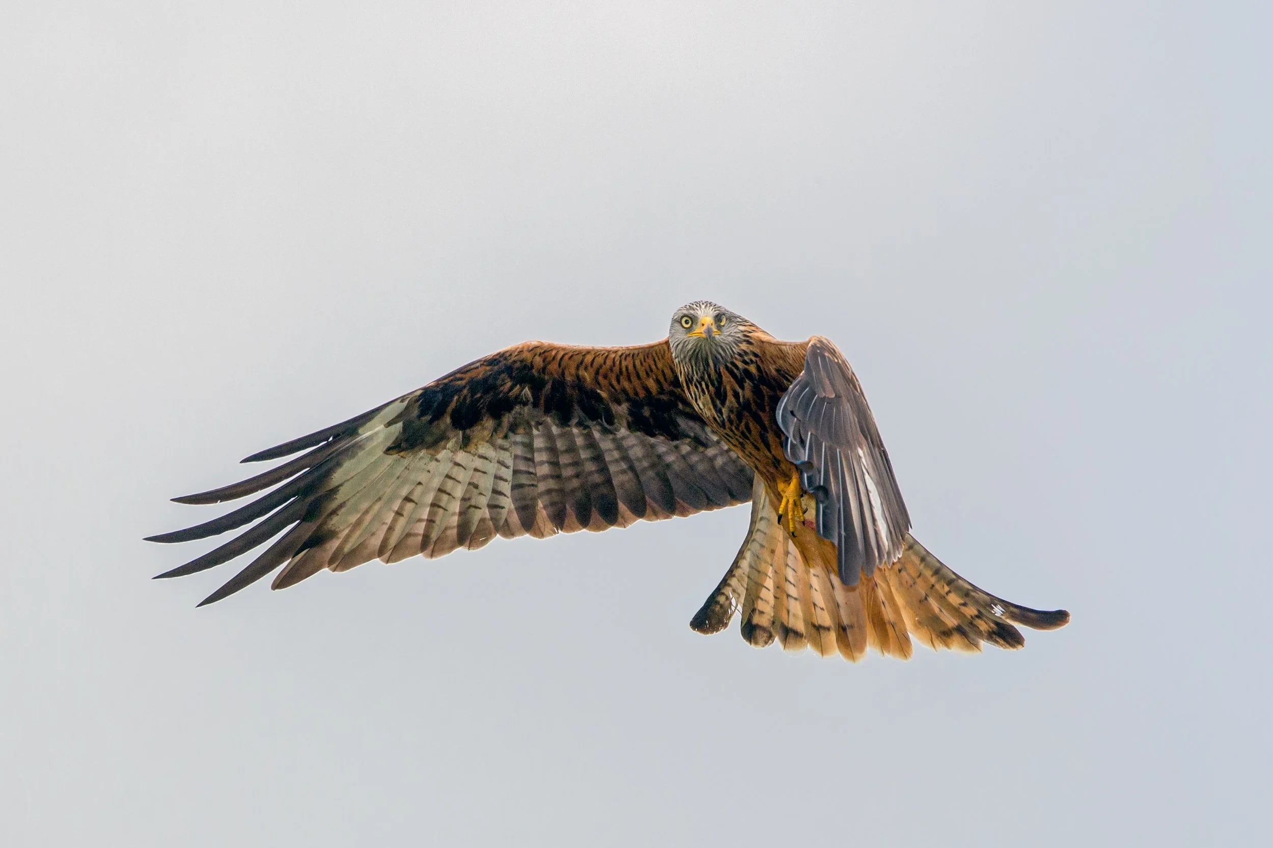 Red Kite 1.jpg
