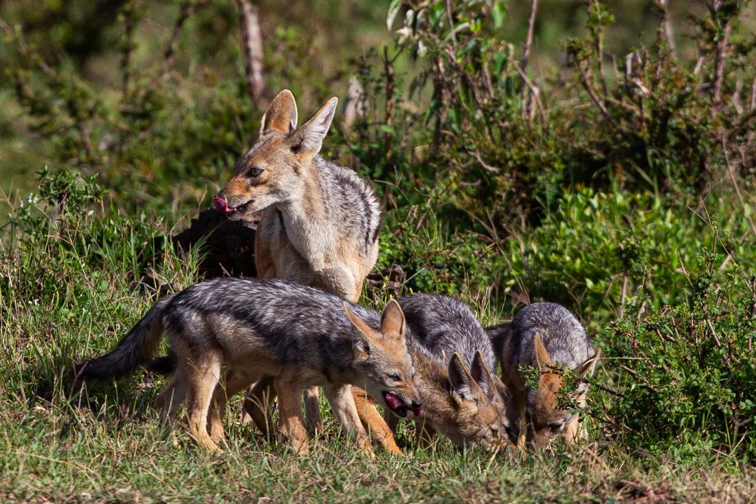 Massai Mara, Kenya  2011 14-5848.jpg