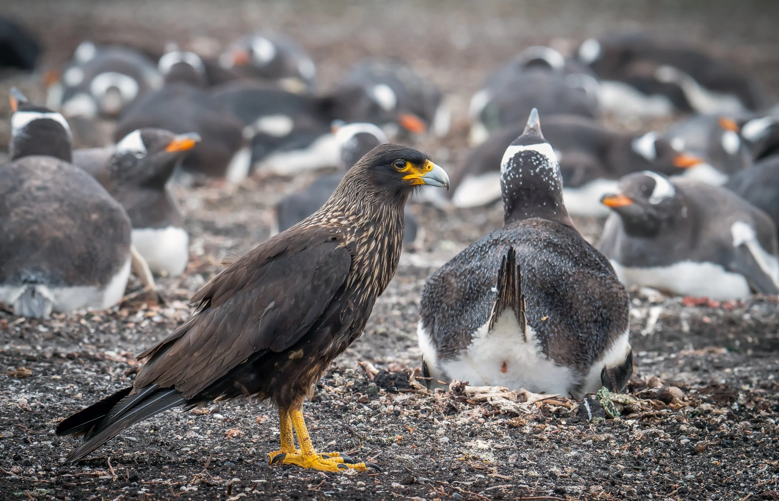 Lumix  Carcass Island (53 of 268)-Edit.jpg