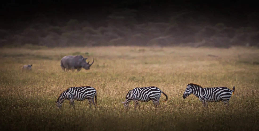 Zebra Grazing.jpg