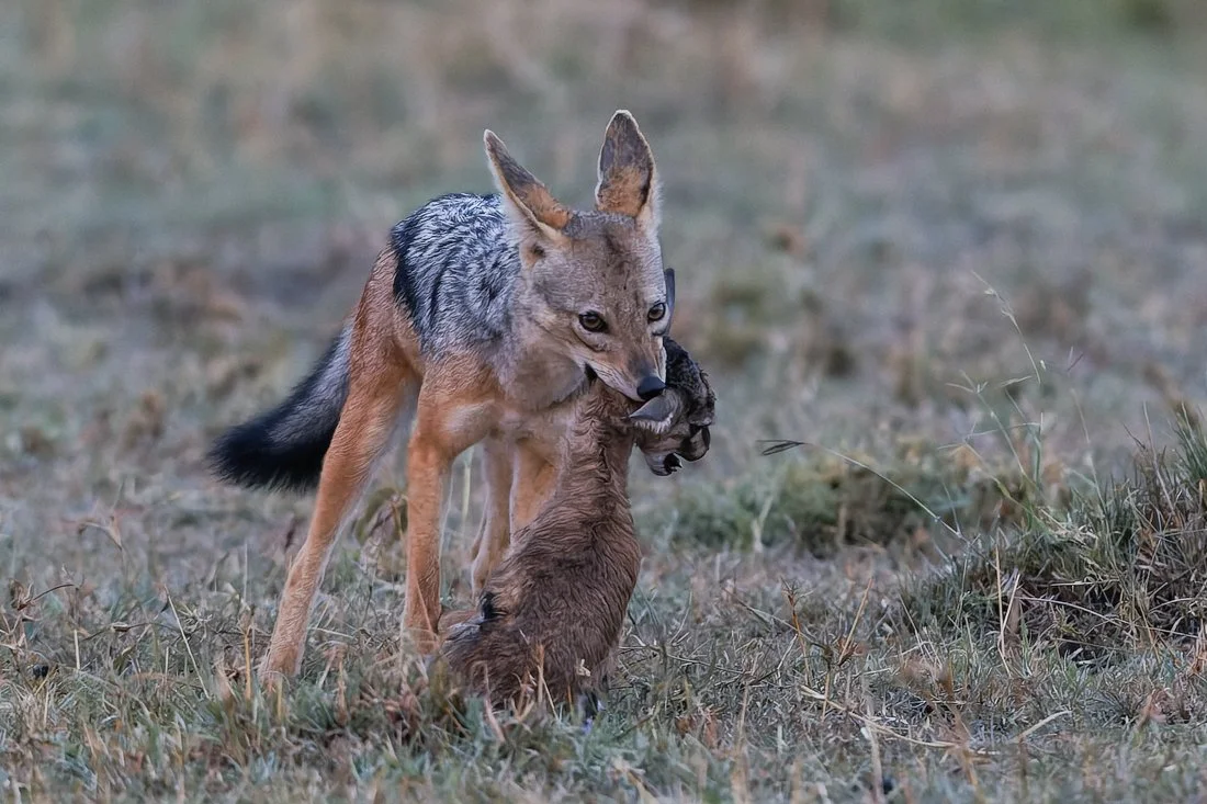 Massai Mara, Kenya  2011 15-143-dng.jpg