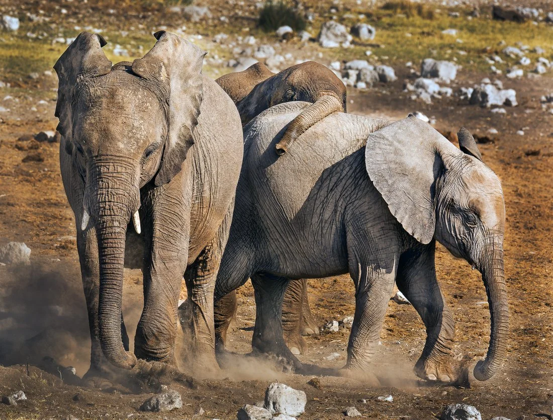 Namibia 18 (479 of 2184)-CR2-Edit.jpg