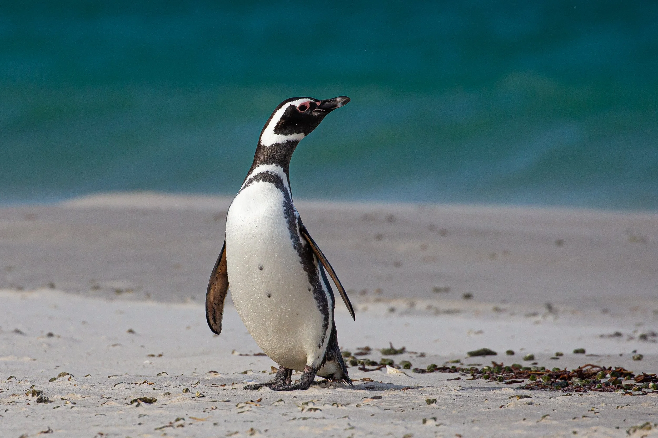 Falklands 3 (455 of 1118).jpg