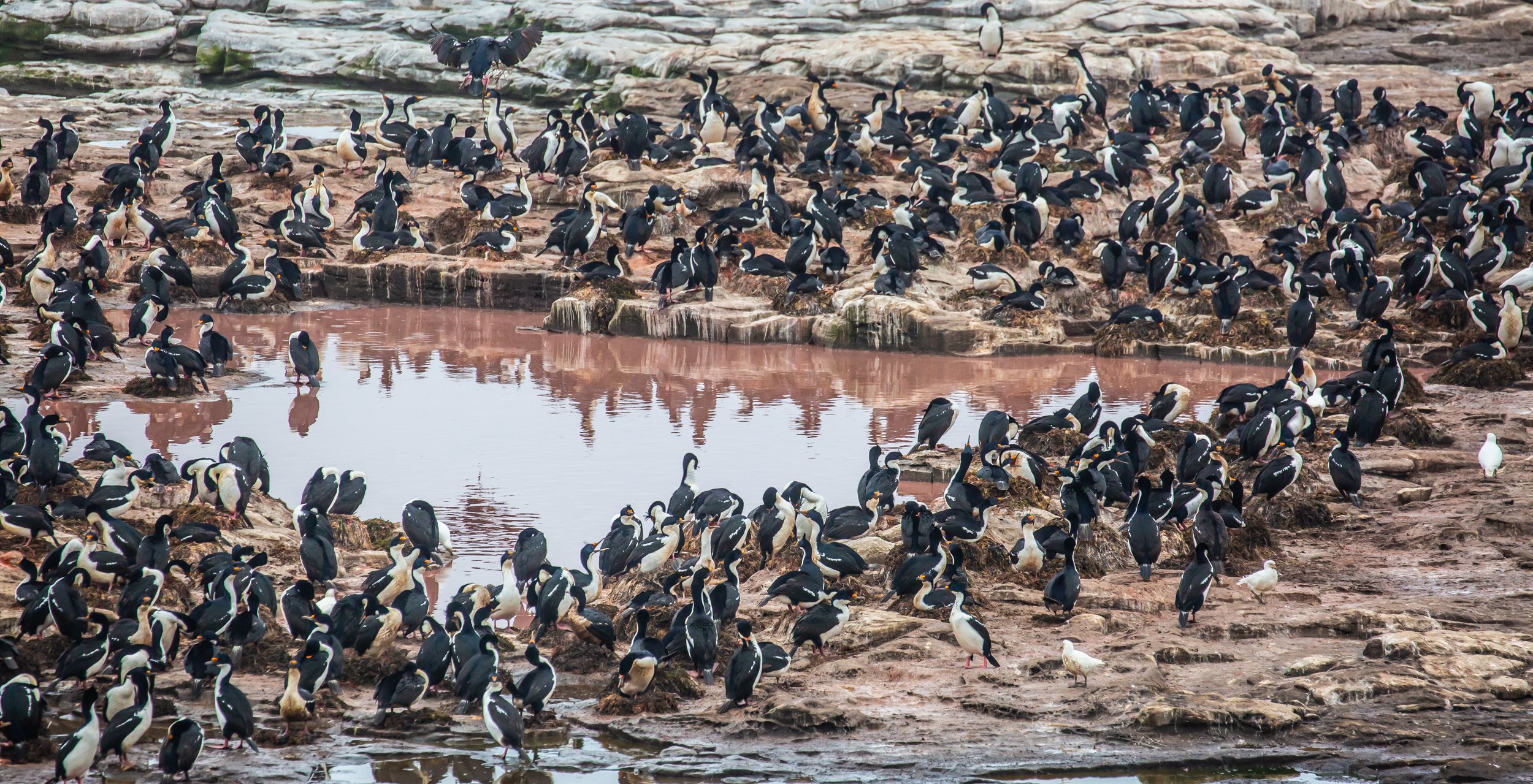 Falklands 8 (984 of 2696).jpg