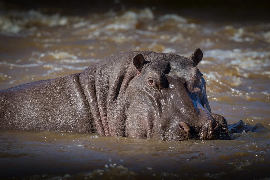 Massai Mara, Kenya  2011 14-4703.jpg