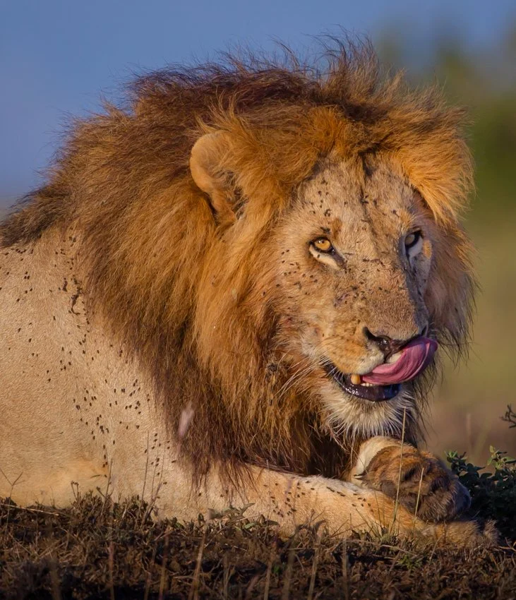 Massai Mara, Kenya  2011 14-1100.jpg