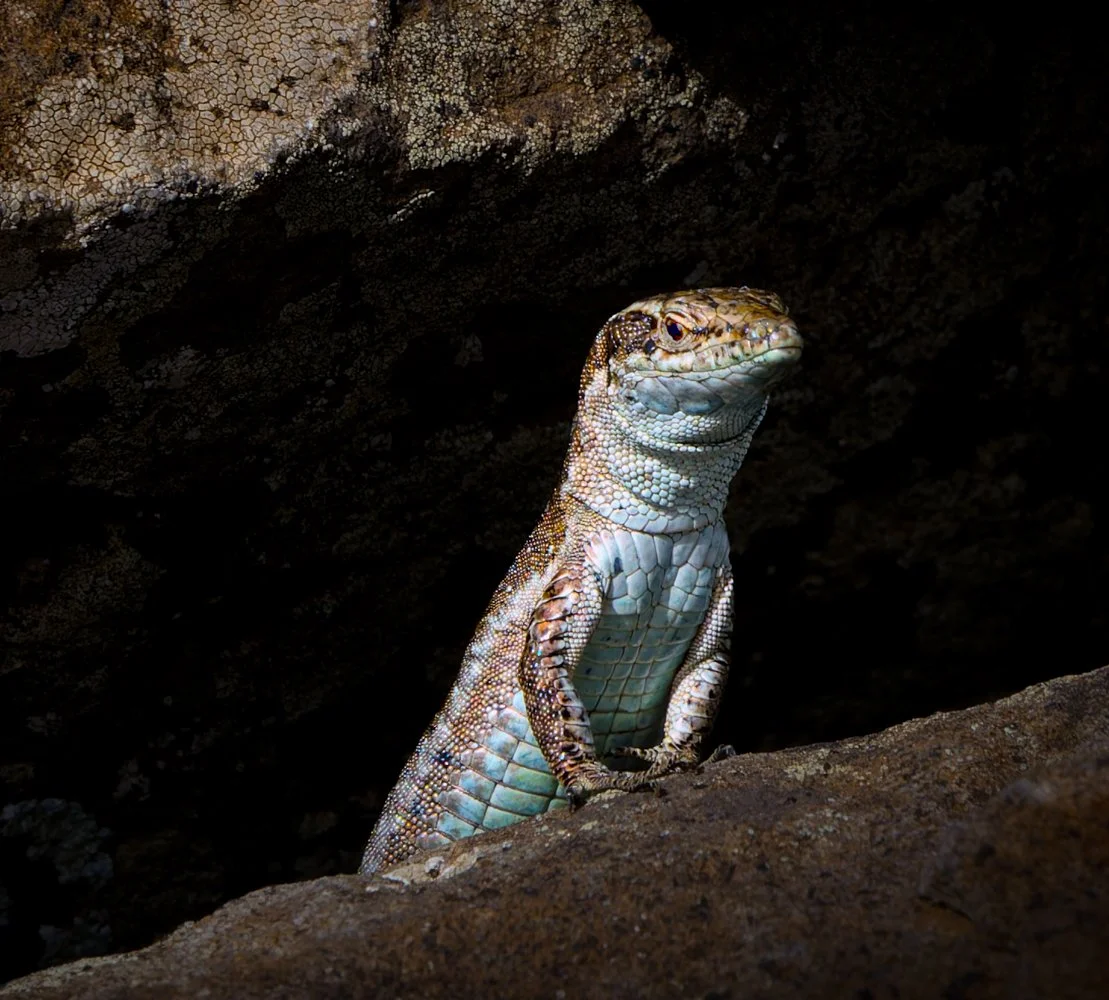 Madeira Holiday (1312 of 1969)-DxO_DeepPRIME XD2s-Edit.jpg