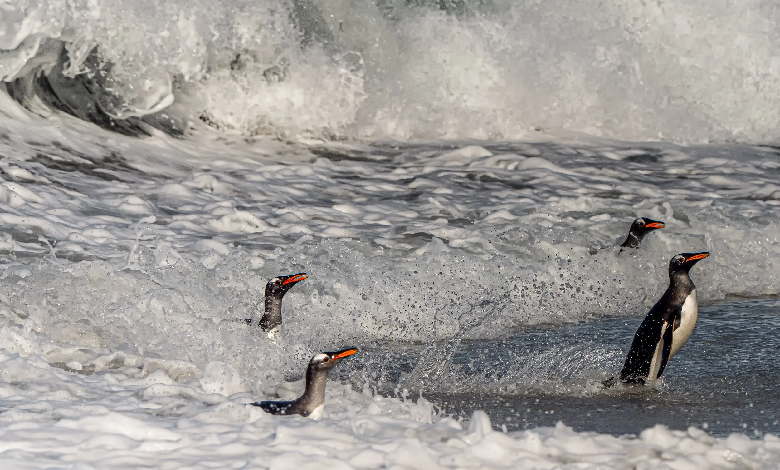 Lumix  4 (326 of 712)-Edit-Edit.jpg