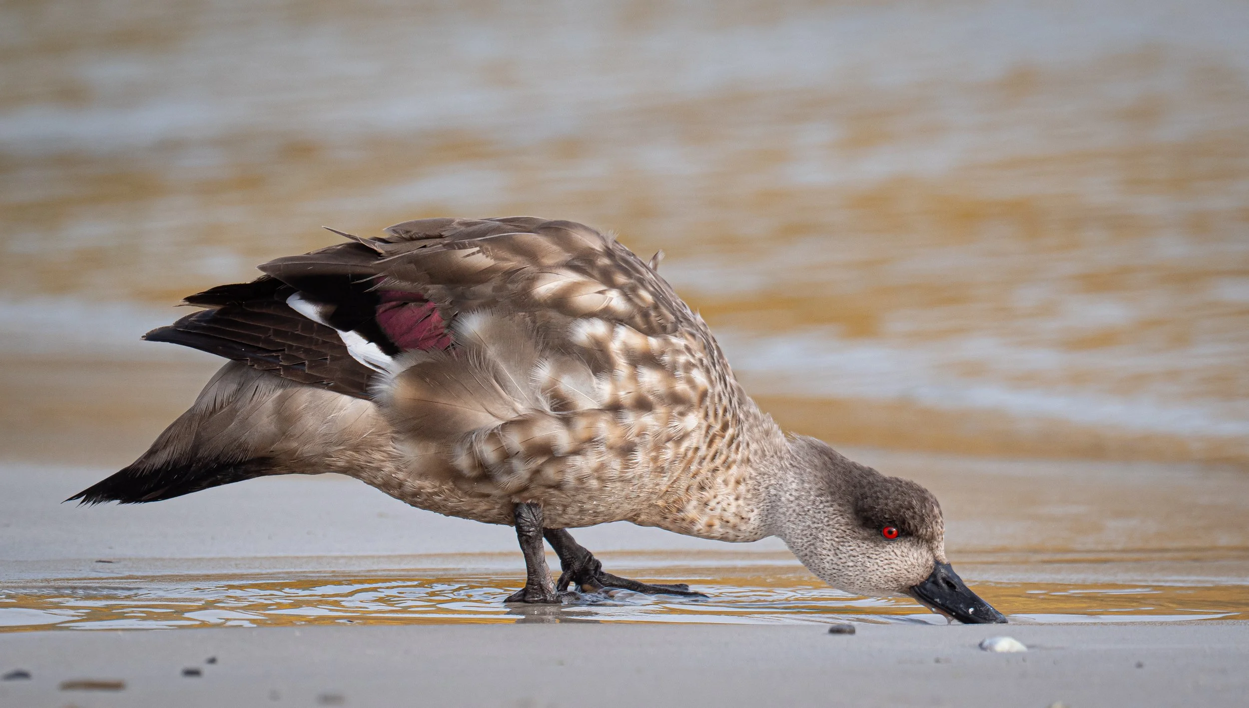Falklands 2 (1144 of 1584).jpg