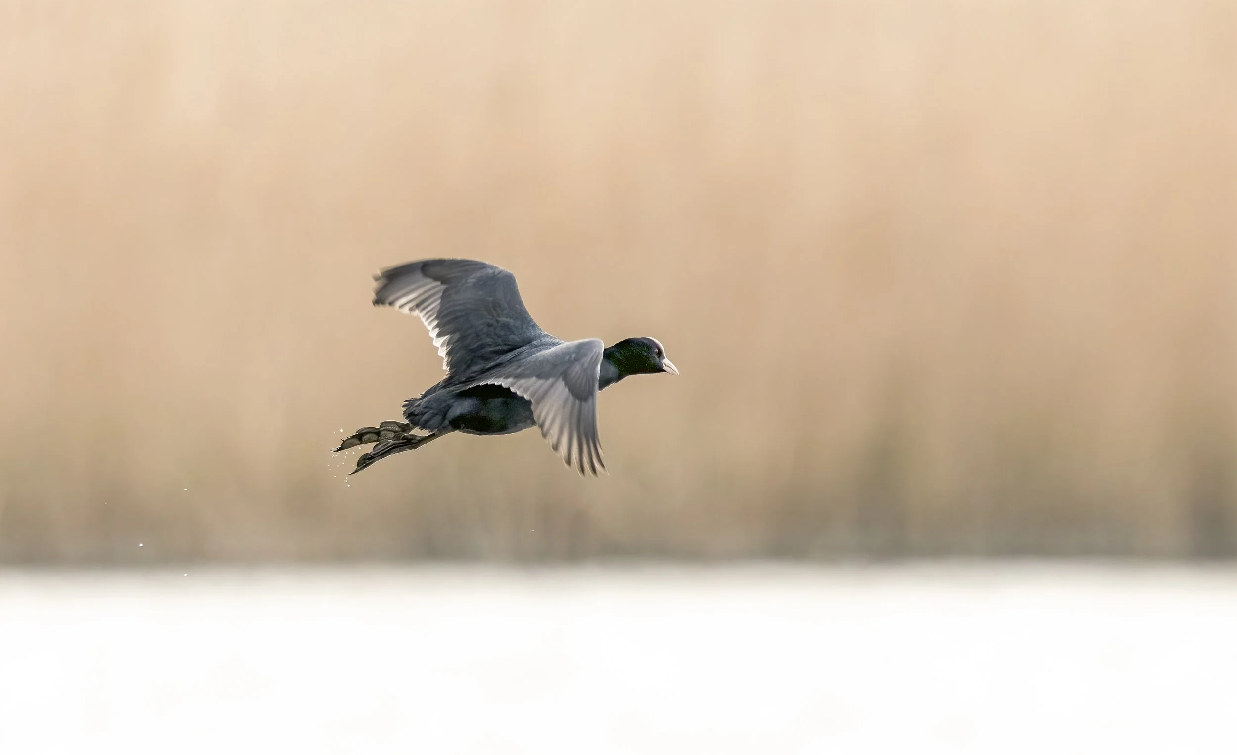 untitled (1603 of 2229)-Edit2-Edit.jpg