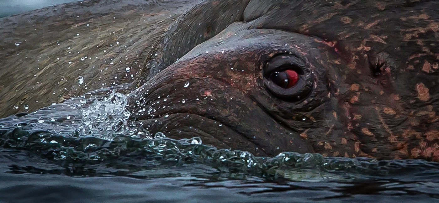 Arctic Voyage122012-285-Edit.jpg