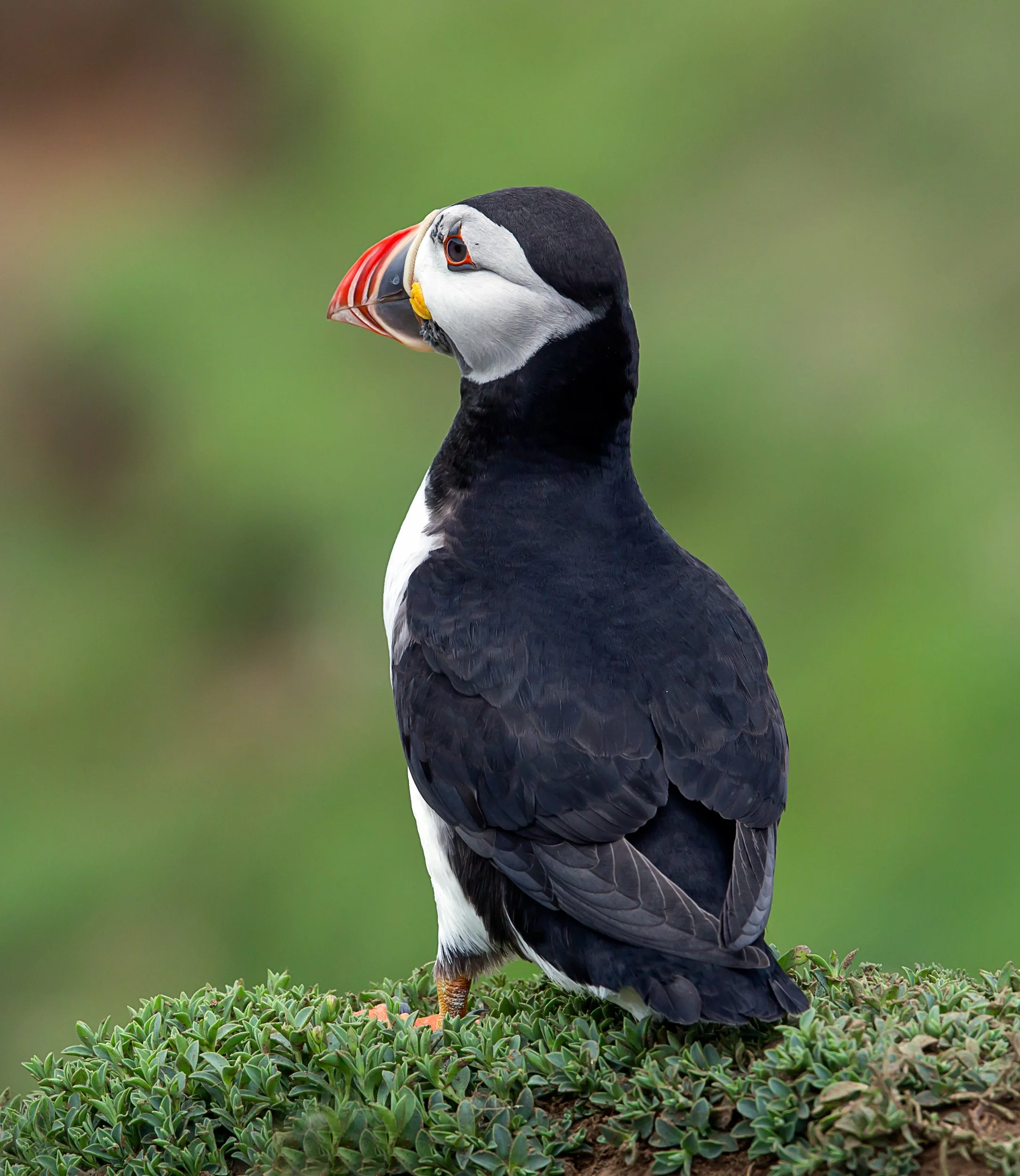 Puffin 5.jpg