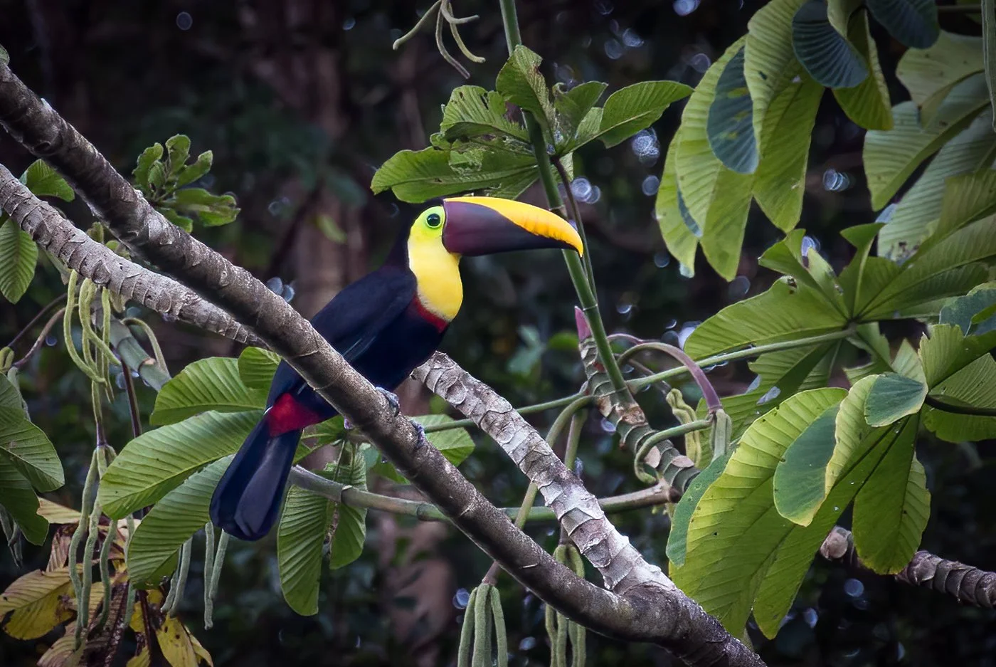 Costa Rica (1658 of 3839)-Edit-Edit.jpg