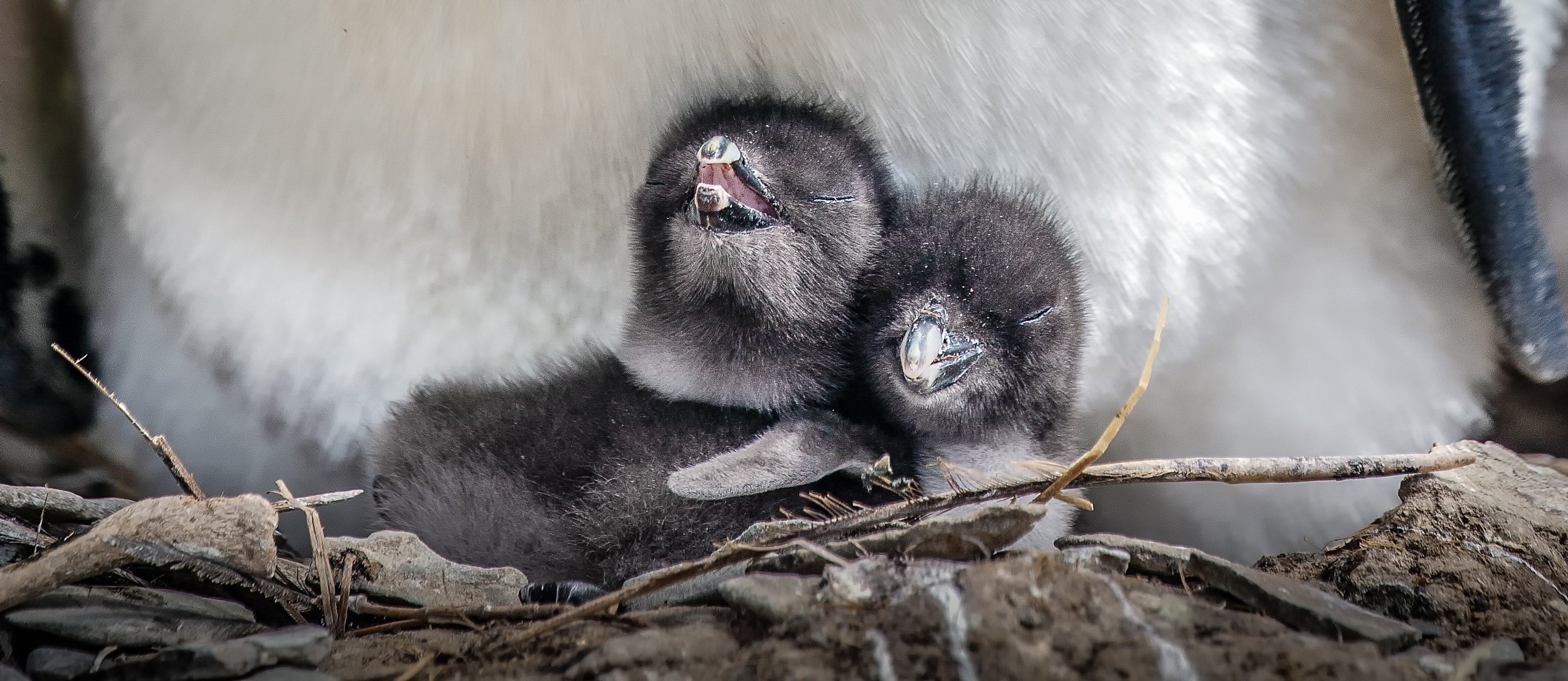 Falklands 6 (1 of 664)-Edit-Edit-Edit.jpg