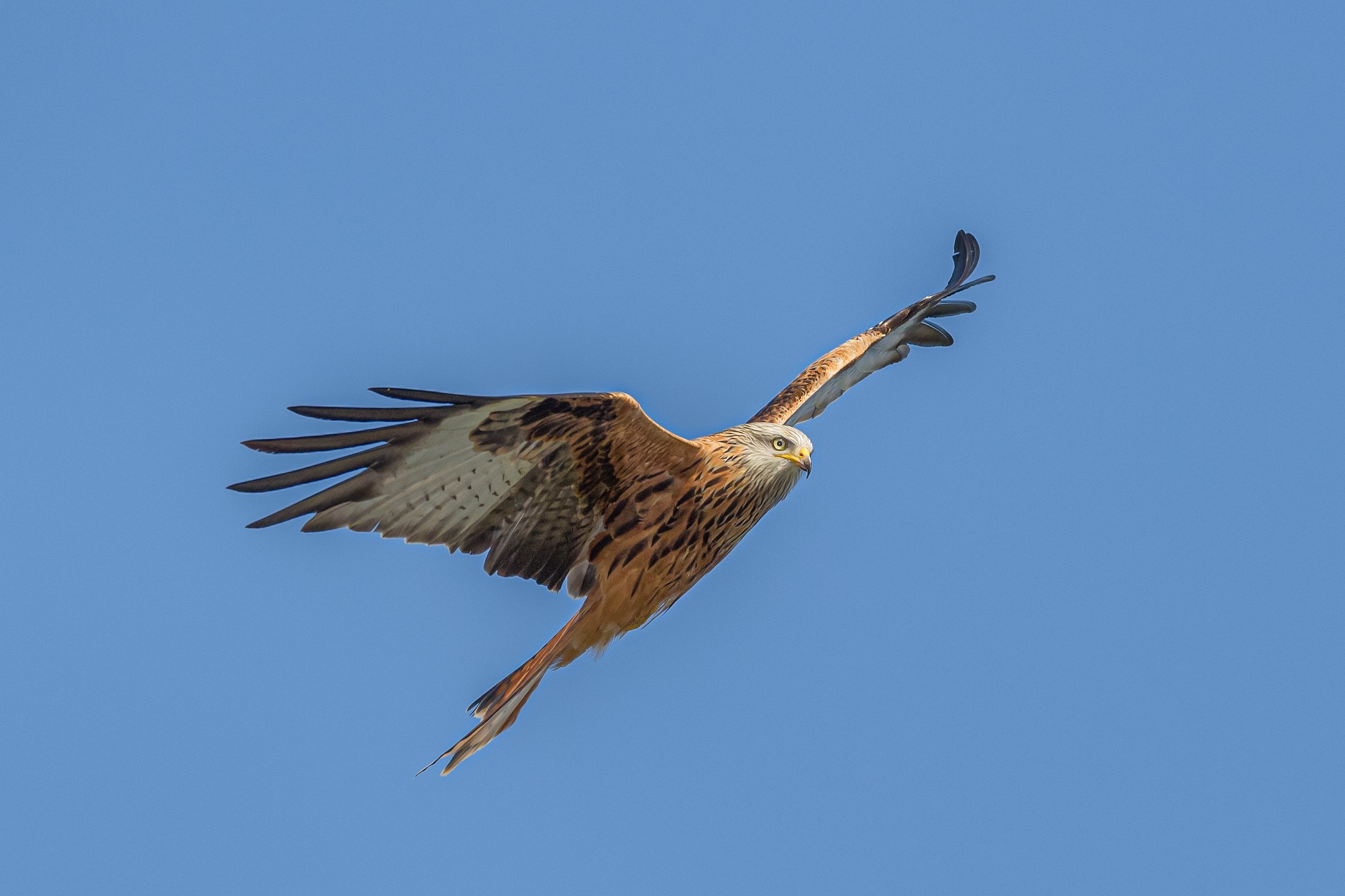 Red Kites9-212-Edit-Edit-2.jpg