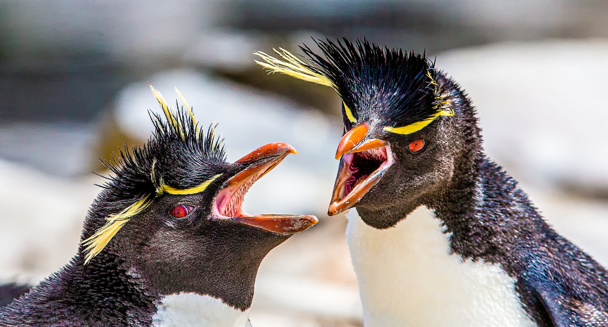 Falklands 6 (170 of 664)-Edit-Edit-Edit.jpg