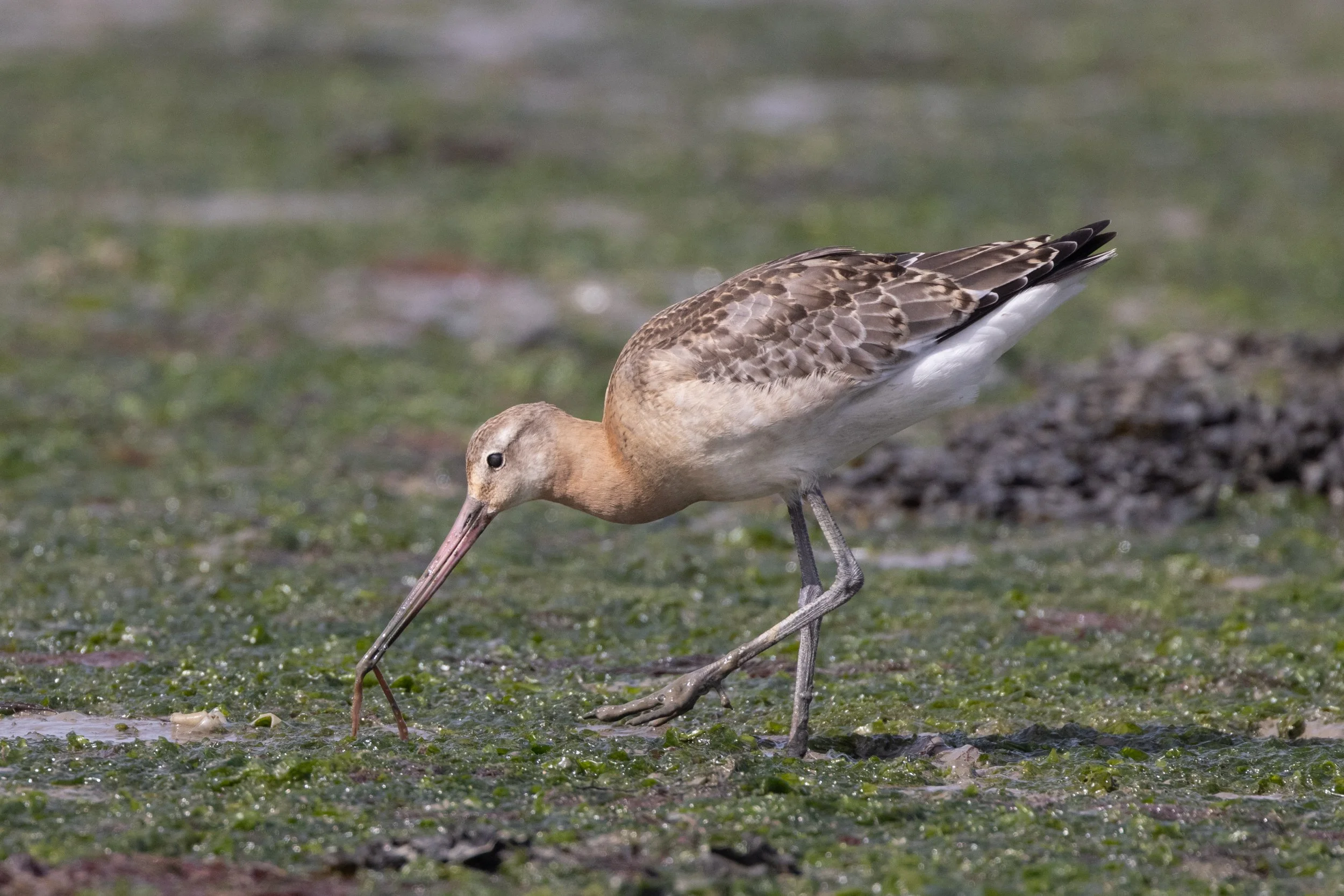 untitled (892 of 1671).jpg