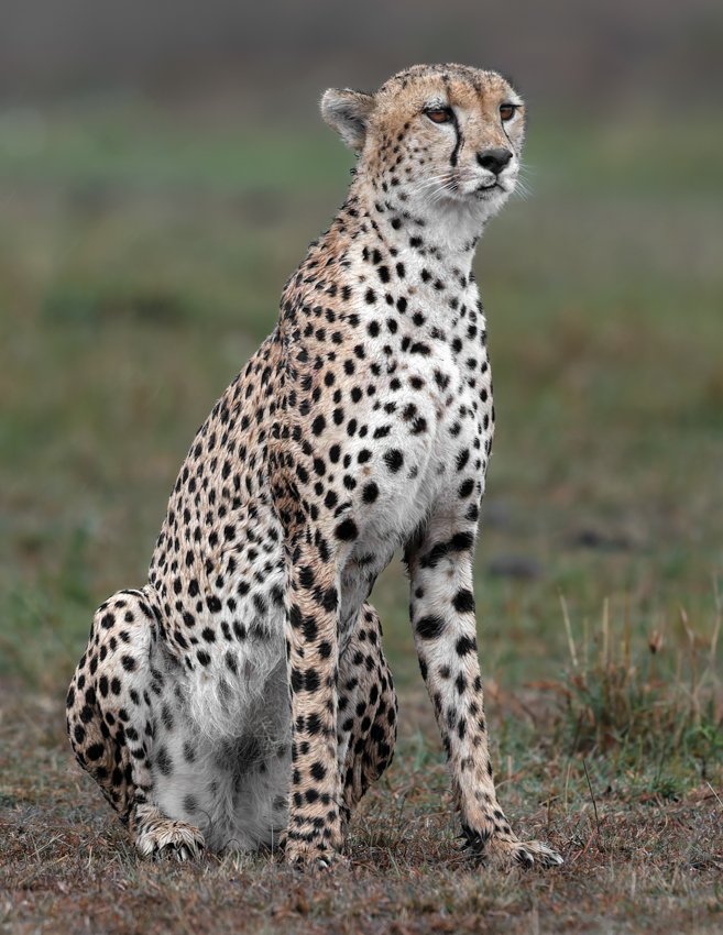 Massai Mara, Kenya  2011 14-rev2 1339-DxO_DeepPRIME XD2s.jpg