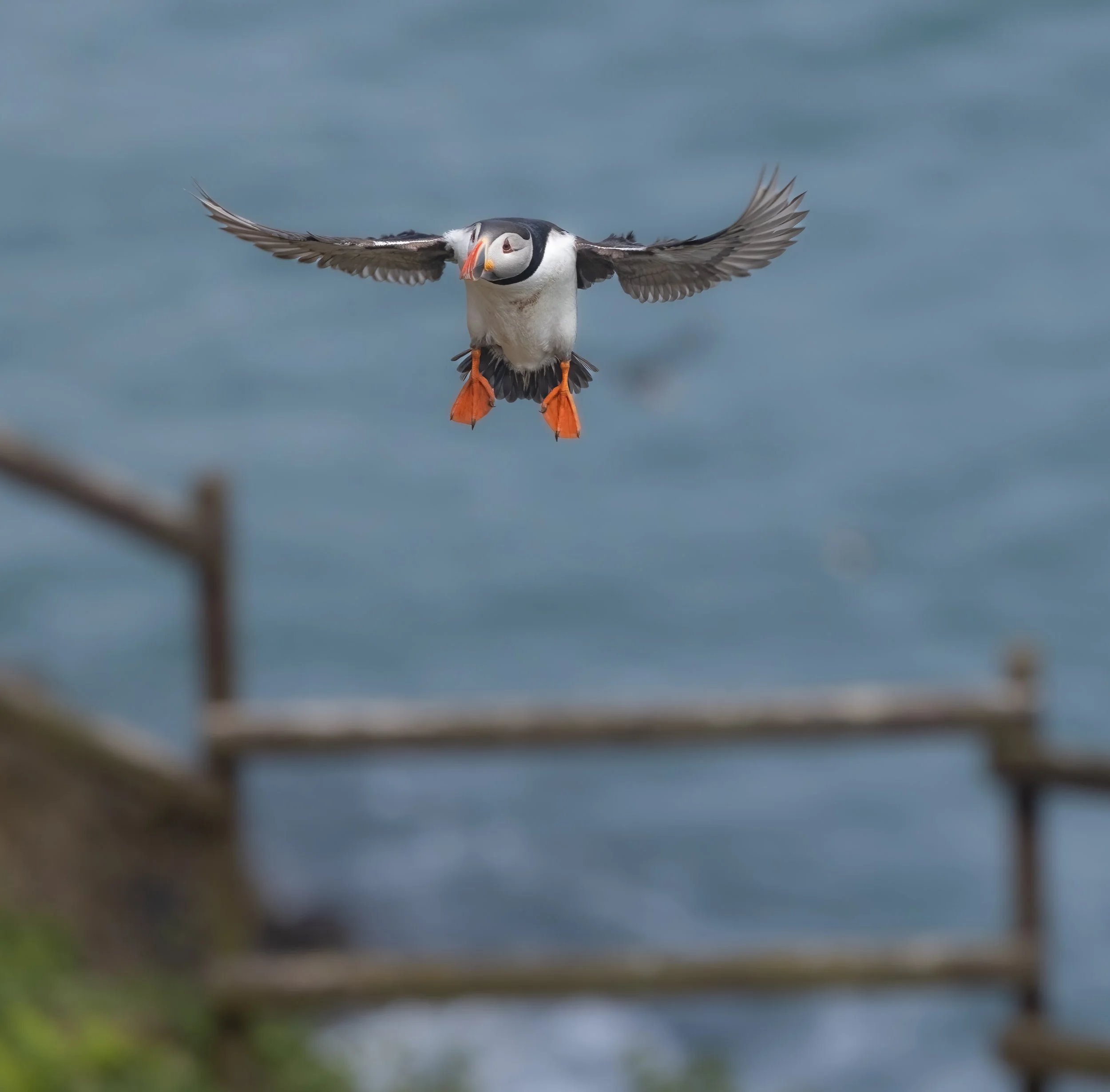 Puffin flight.jpg