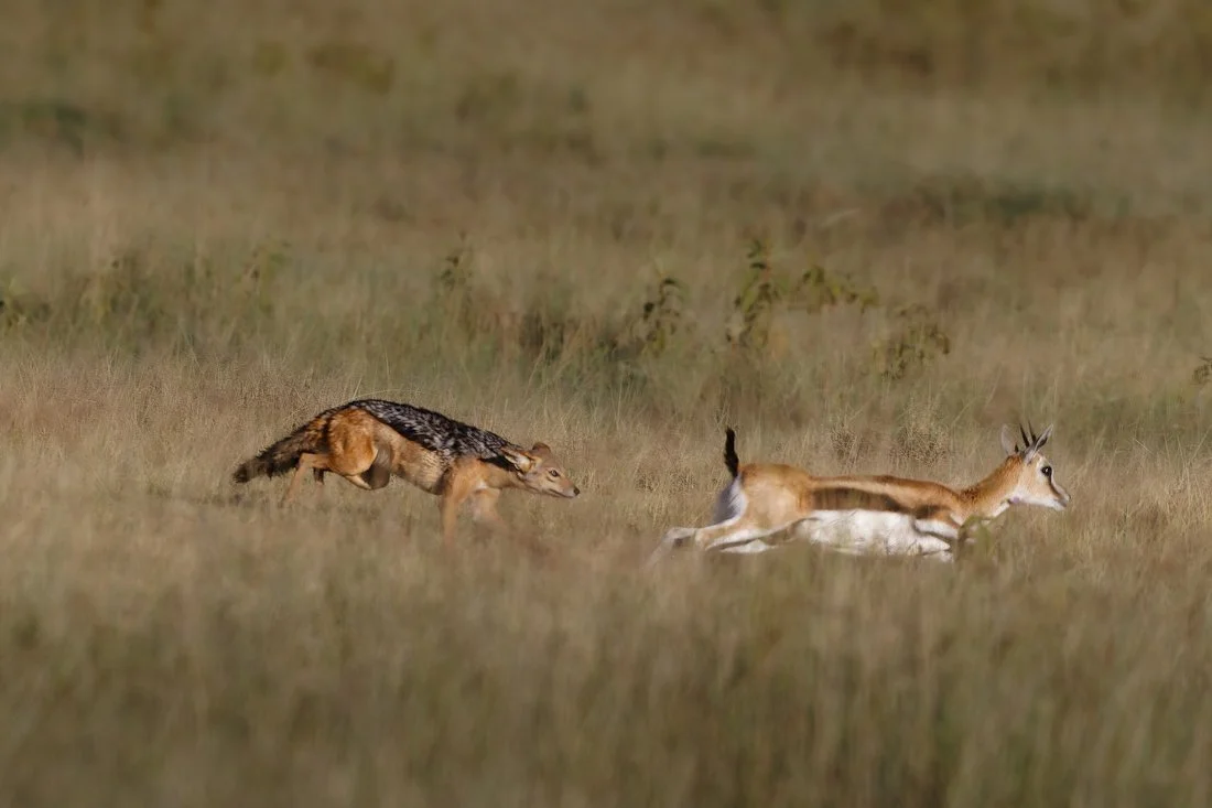 Lake Nukuru, Kenya  2011 13-655-CR2.jpg