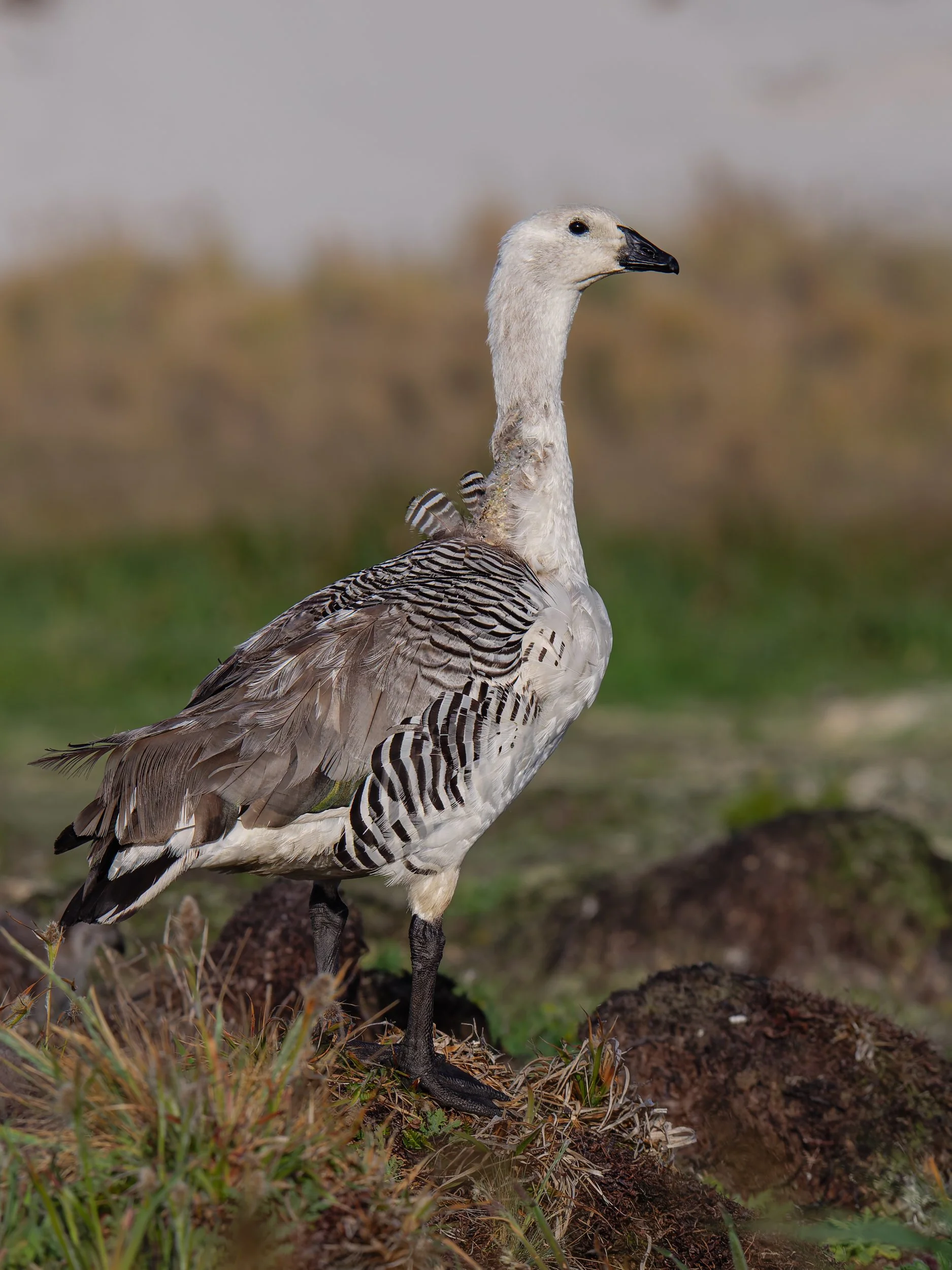 Falklands 8 (1972 of 2696)-DxO_DeepPRIME XD2s.jpg