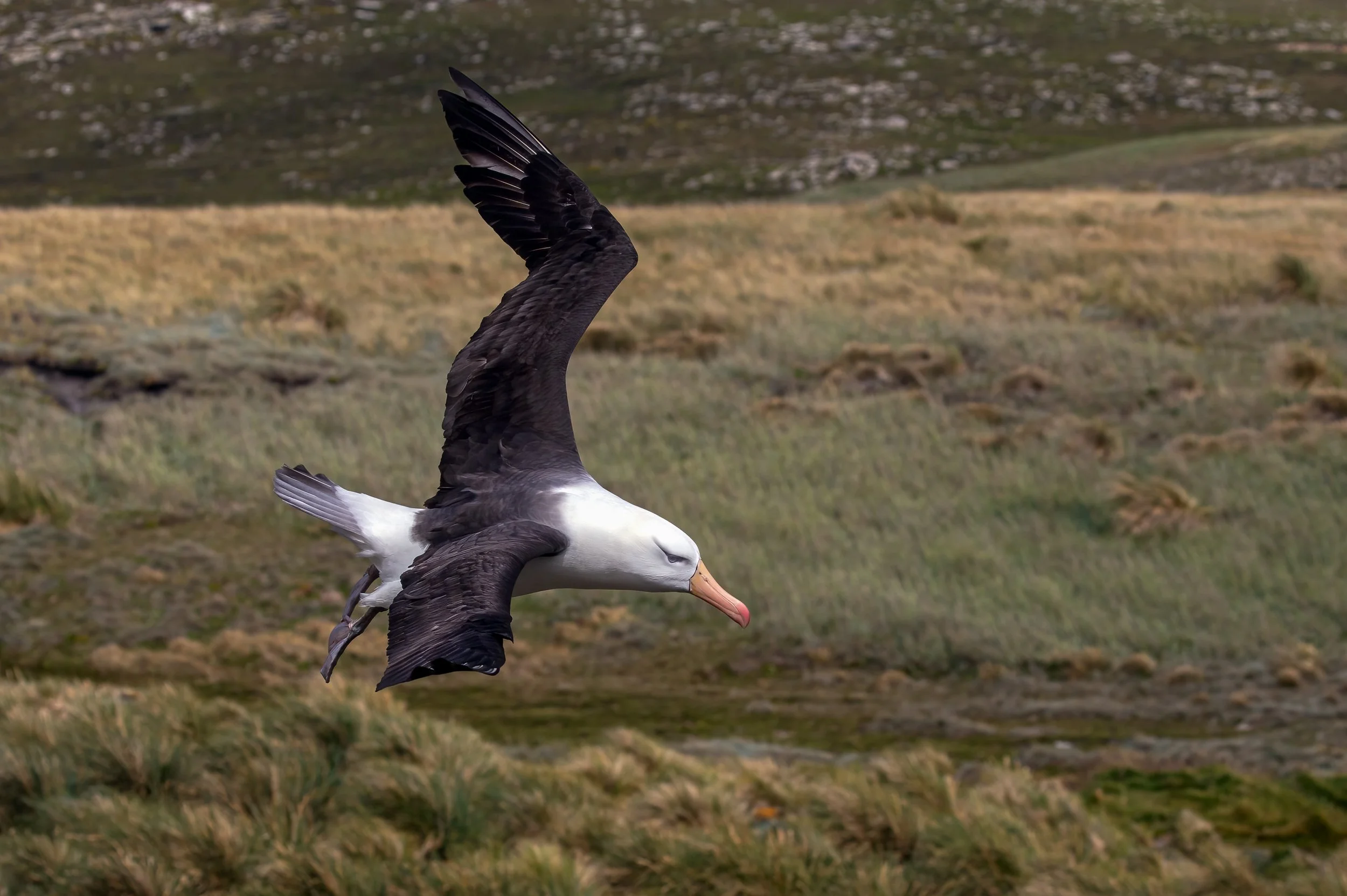 Falklands 4 (251 of 411)-Edit-Edit-2.jpg