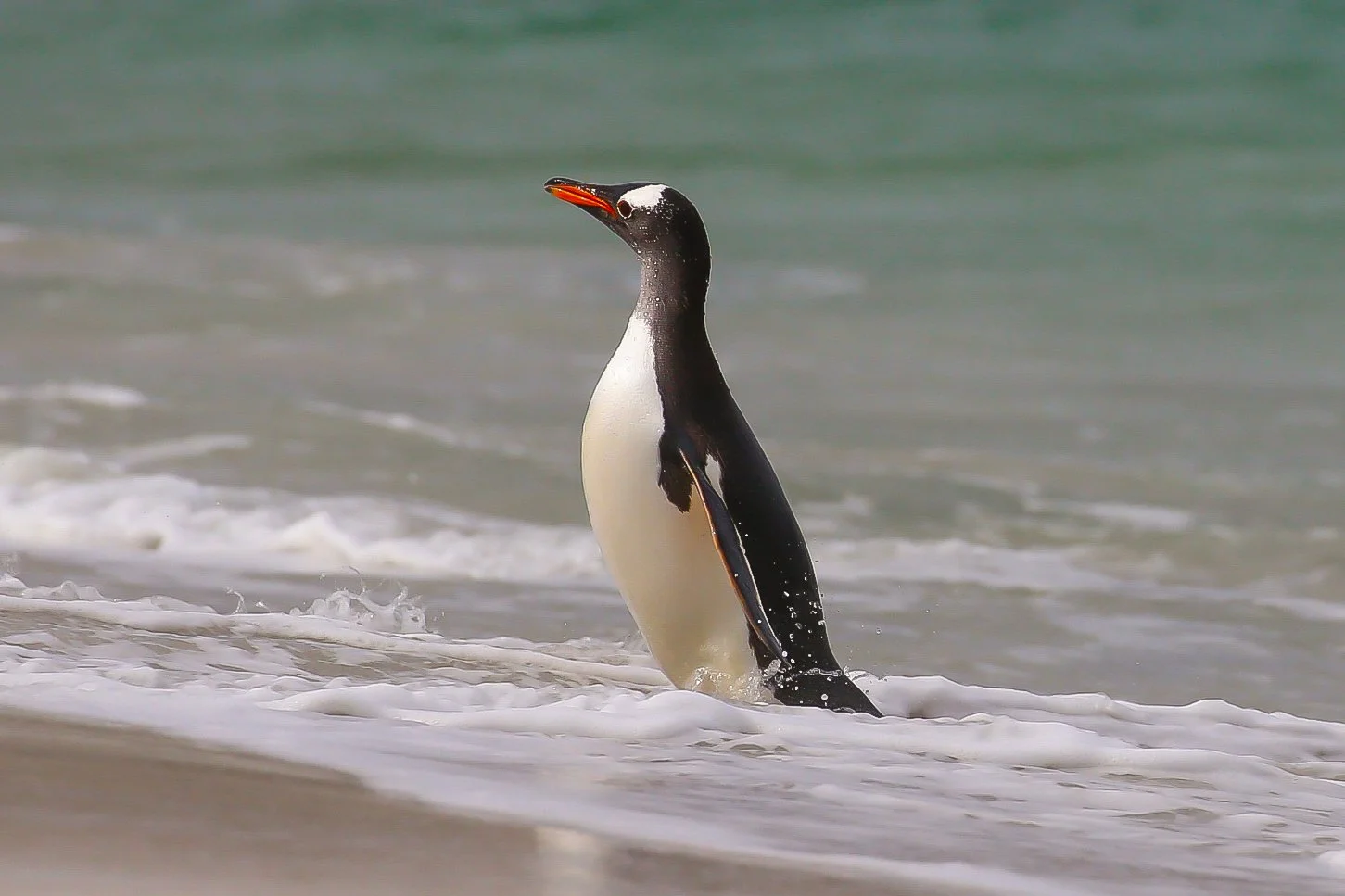 Falklands 3 (843 of 1118).jpg