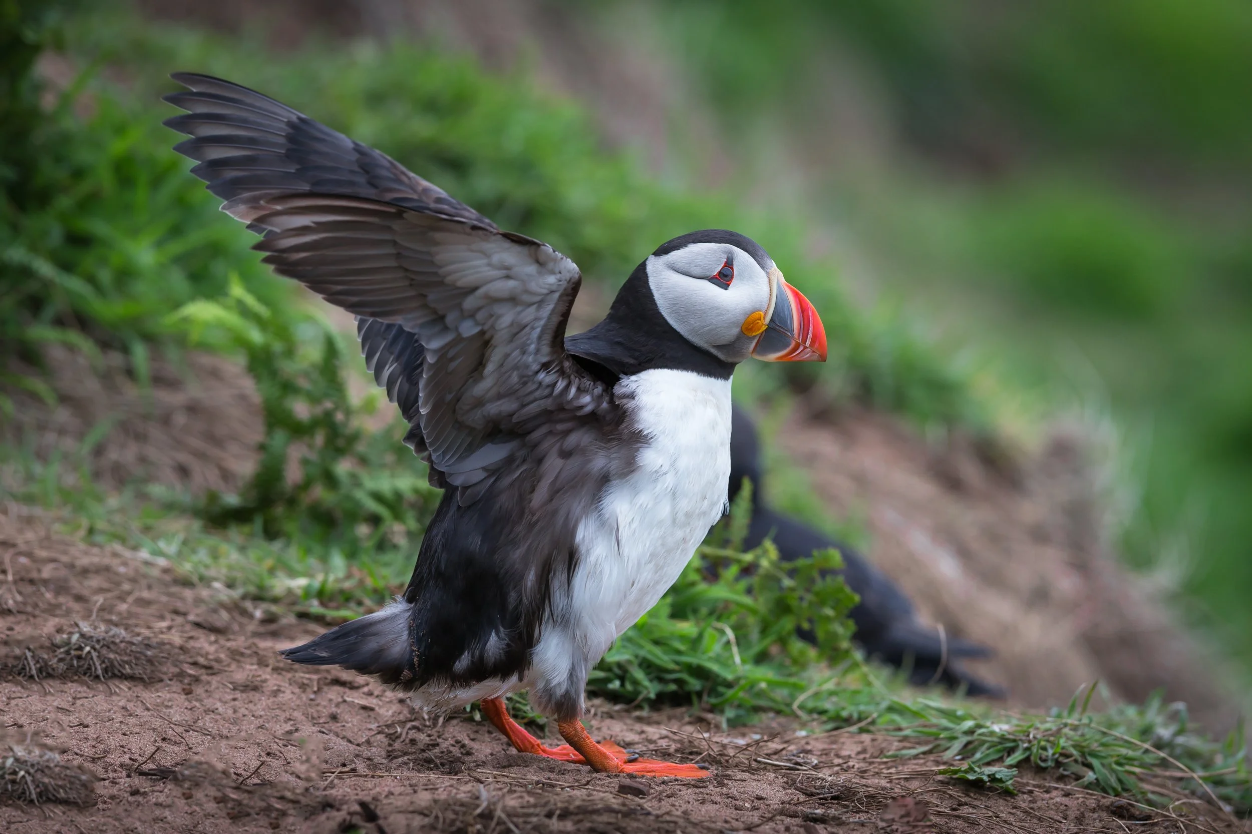 Skomer June 201414-10.jpg